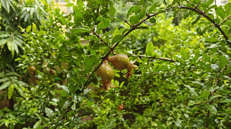 Quando fruttifica il melograno: perché tarda e come favorire i primi frutti