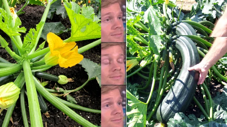 Quando raccogliere le zucchine: la guida per evitare frutti giganti e mantenere la pianta produttiva