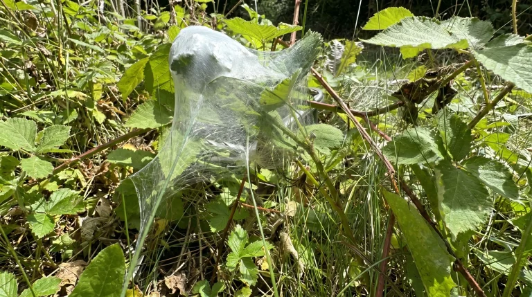 Ragno labirinto in giardino: come riconoscere Agelena labyrinthica e perché è un alleato prezioso