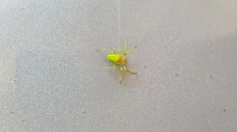 Ragno verde cetriolo (Araniella cucurbitina): il piccolo alleato dell'orto che non devi temere
