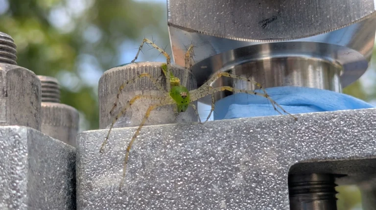 Ragno verde in giardino: chi è Micrommata virescens e perché è un alleato prezioso