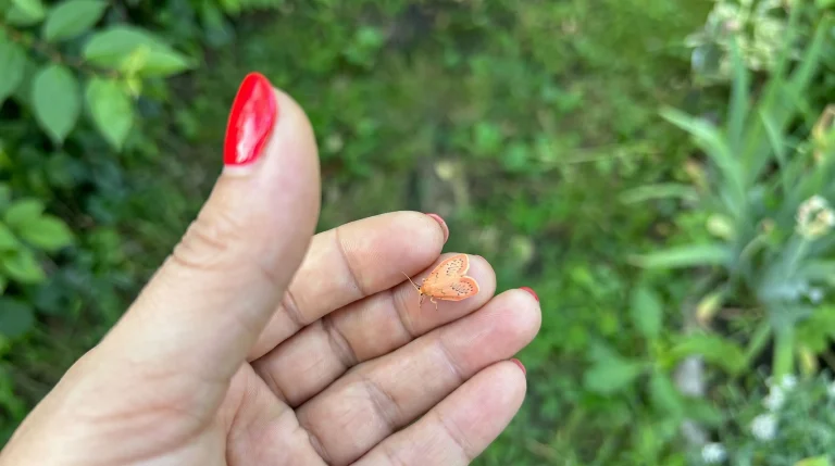 Sfinge colibrì nel giardino: la falena che sembra un uccellino spiegata bene