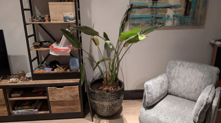 Strelitzia con foglie marroni: guida diagnostica per salvare l'uccello del paradiso