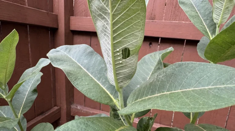 Uova di farfalla monarca su Asclepias: come riconoscerle nel giardino italiano