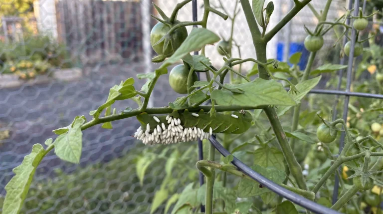 Uova sul pomodoro: come riconoscere le ovature di cimice prima che schiudano