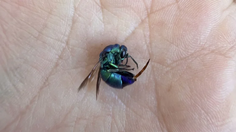 Vespa cuculo: la piccola gemma verde-blu che vive sui muri di casa e non punge