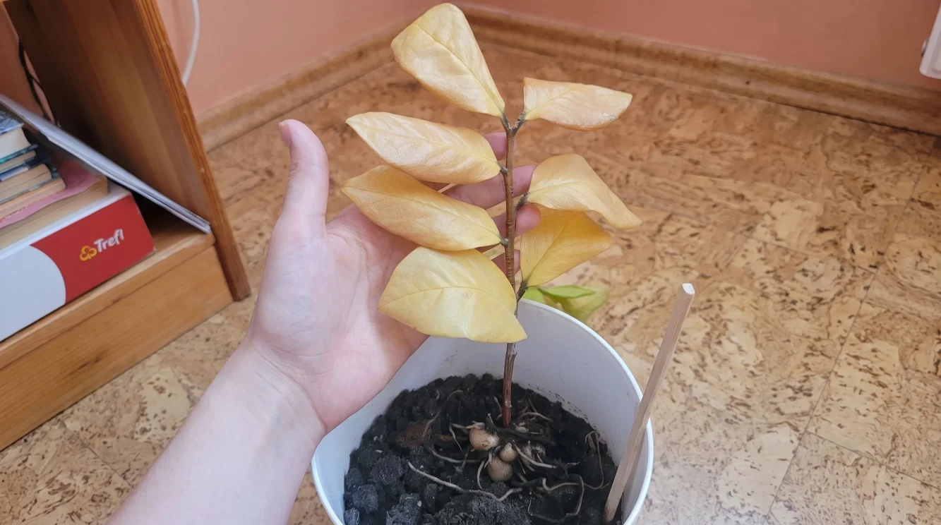Zamioculcas con foglie gialle: guida diagnostica per capire la causa e salvare la pianta
