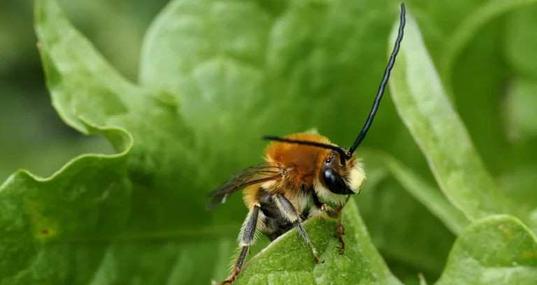 eucera