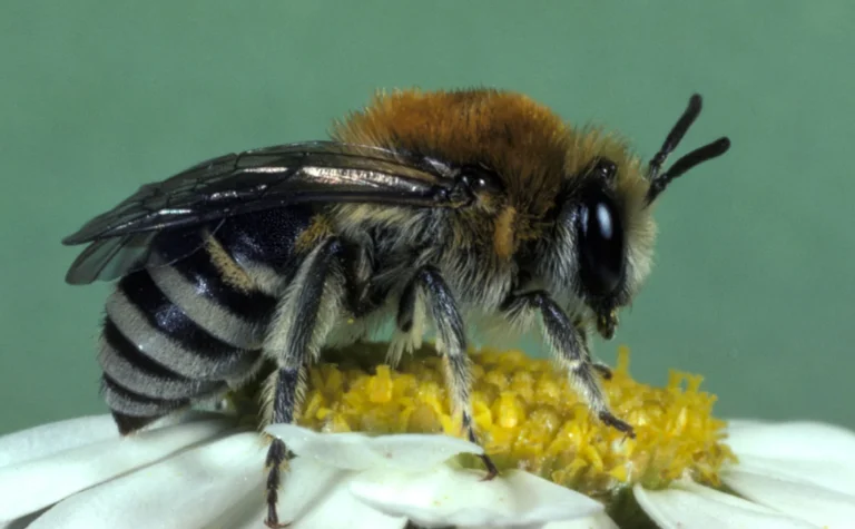 eucera