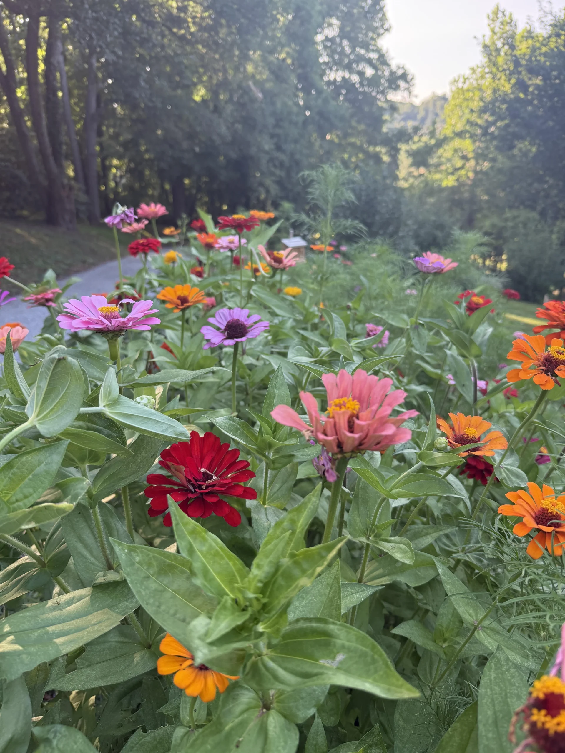Aiuola per impollinatori: guida pratica per 3-5 mq di fiori selvatici