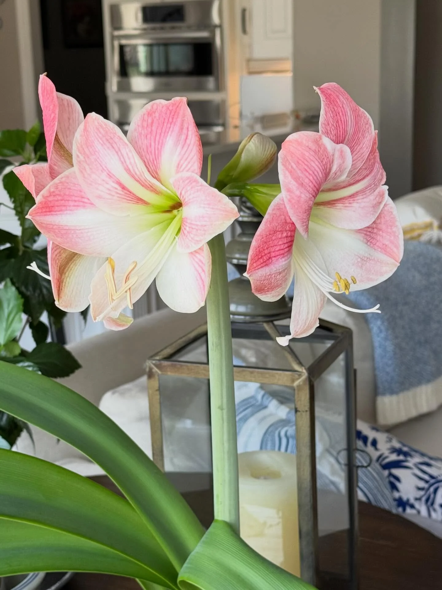 Amaryllis coltivazione in vaso: guida completa dal bulbo alla rifioritura