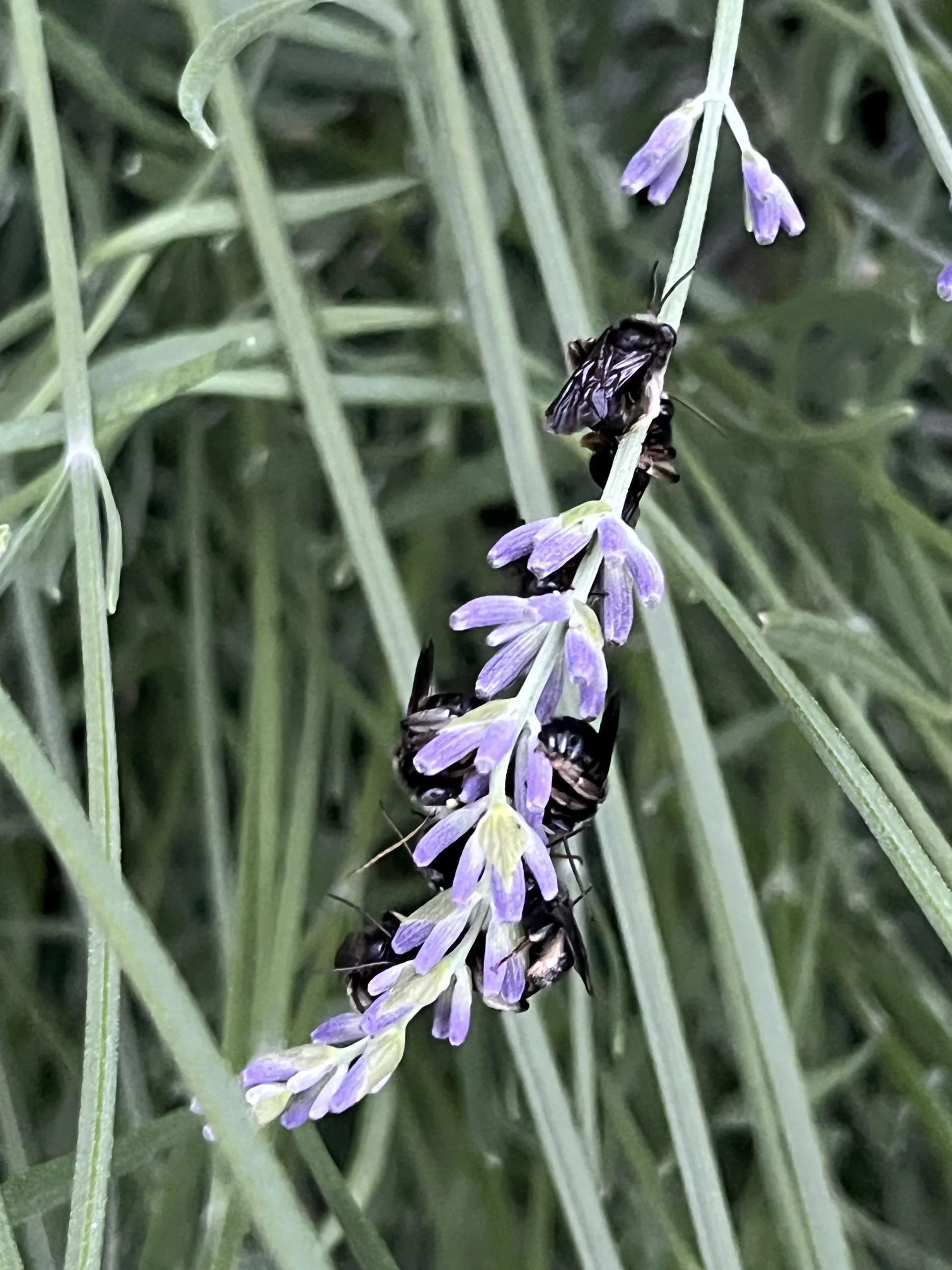 Api che dormono sulla lavanda: chi sono, perché lo fanno e come accoglierle in giardino