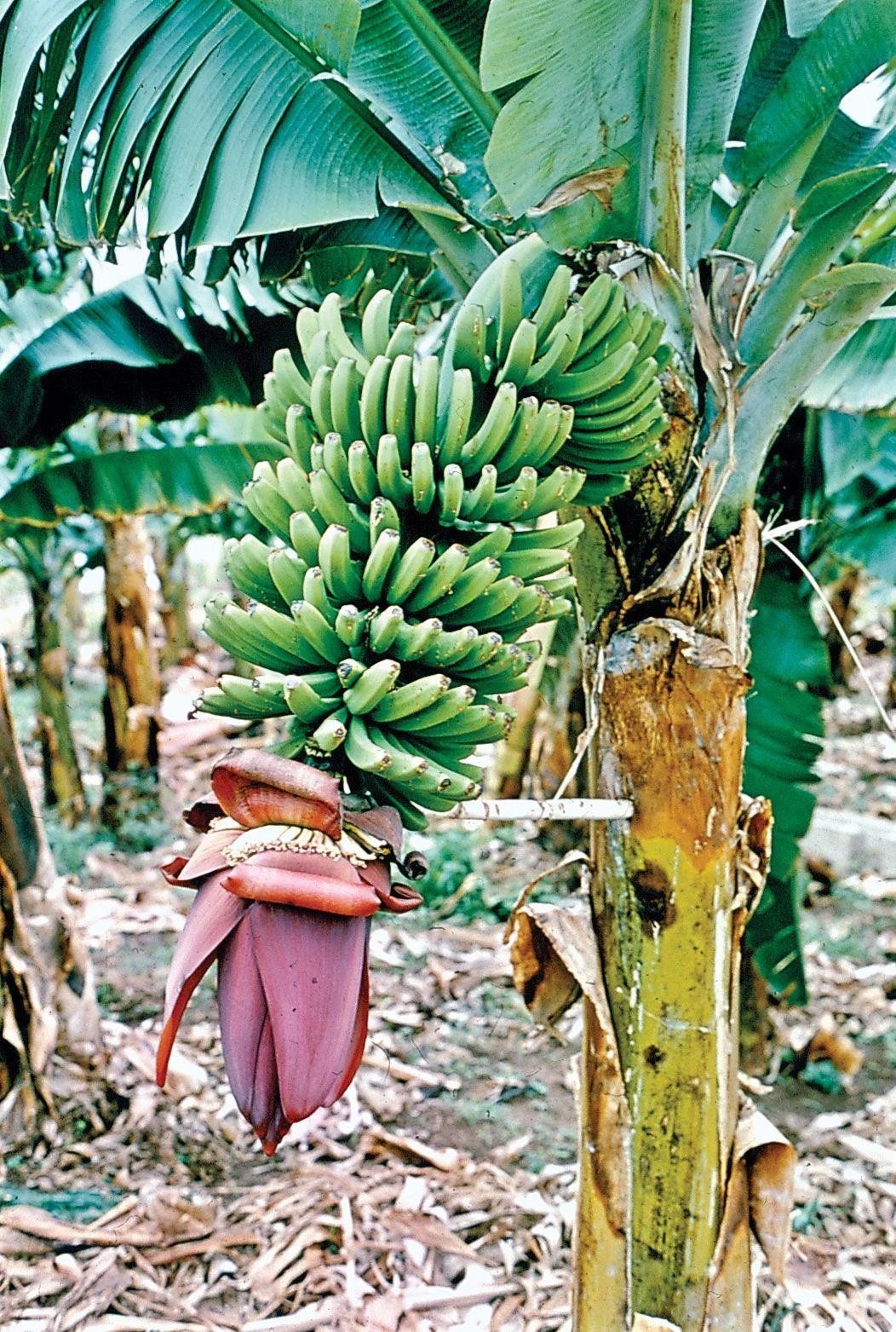 Banano dopo la fruttificazione: perché muore e come gestire i polloni per averlo ogni anno