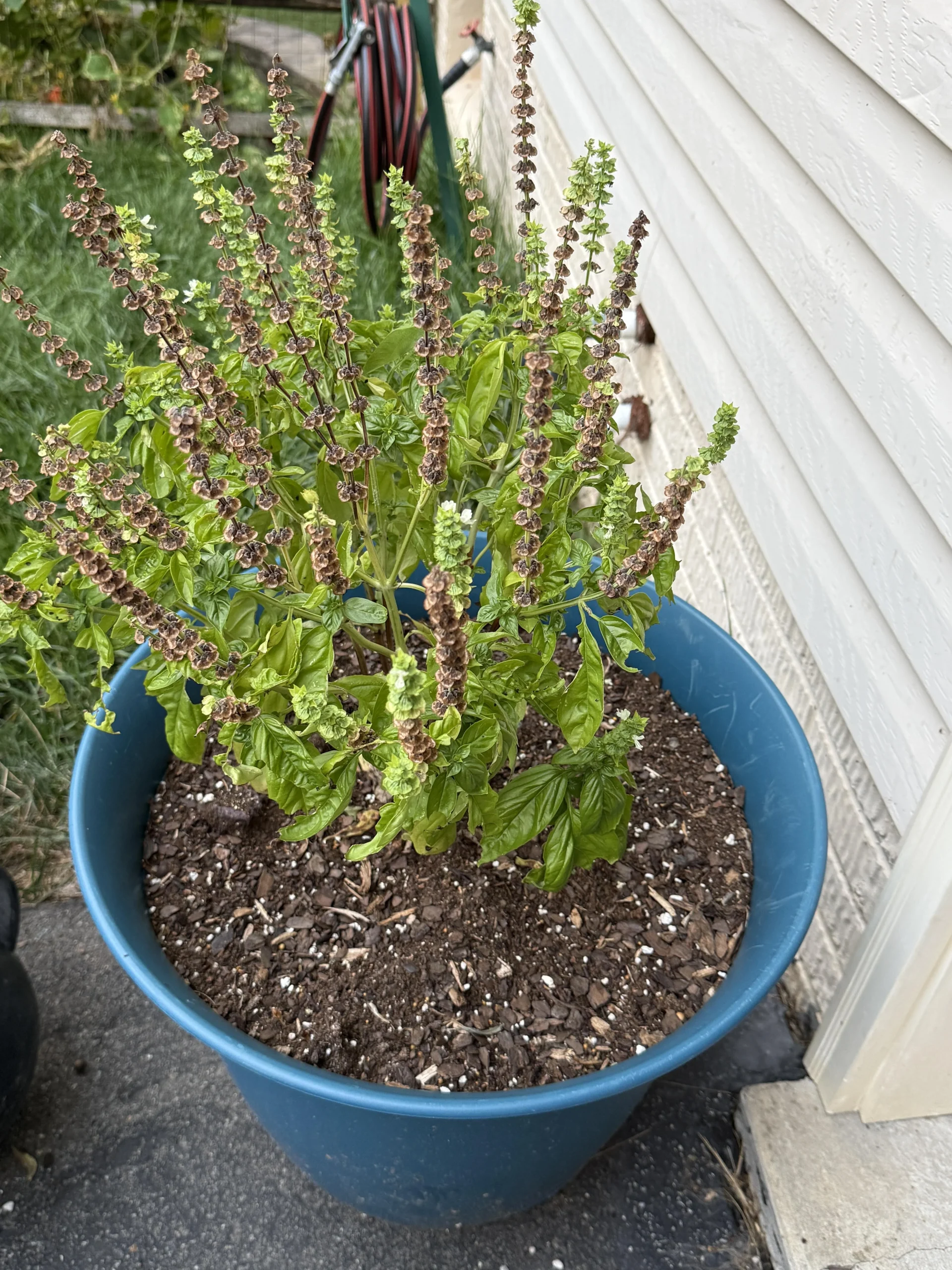 Basilico foglie gialle, appassito o marcio: la guida diagnostica per salvarlo in pochi minuti