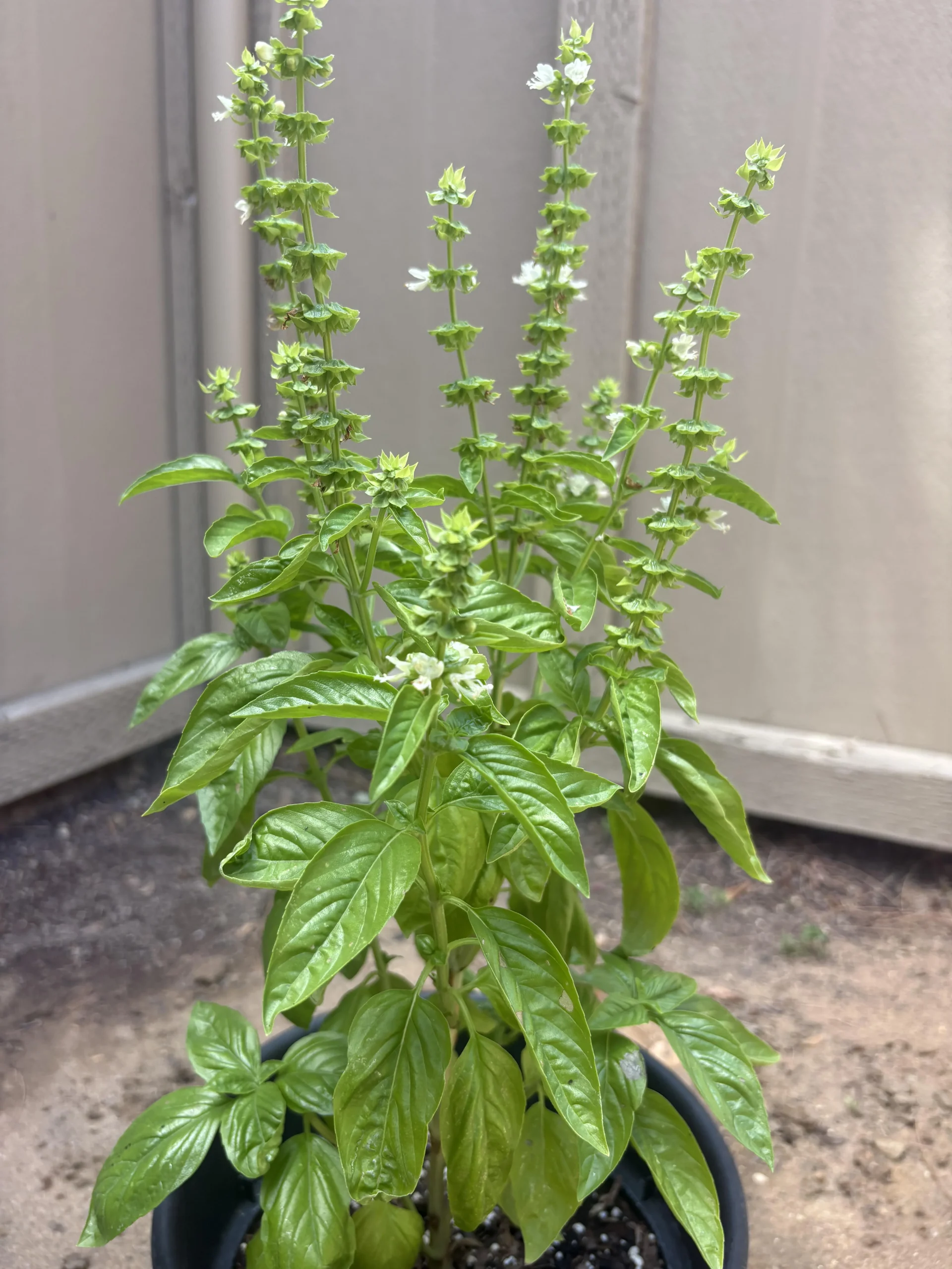 Basilico in fiore: cosa fare per non perdere le foglie e mantenerle aromatiche
