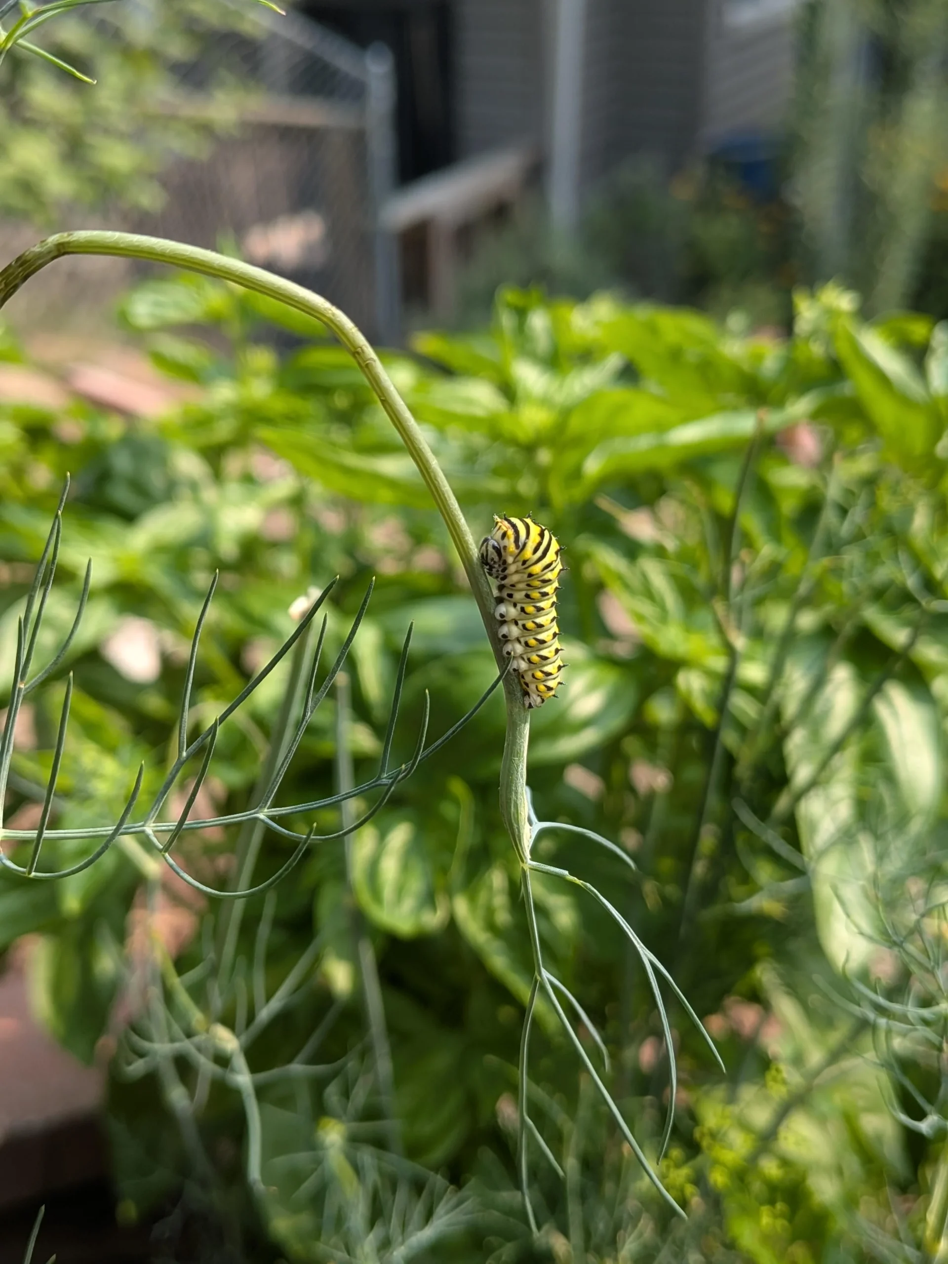 Bruchi di macaone sull'aneto: non sono parassiti, sono farfalle preziose per il tuo giardino