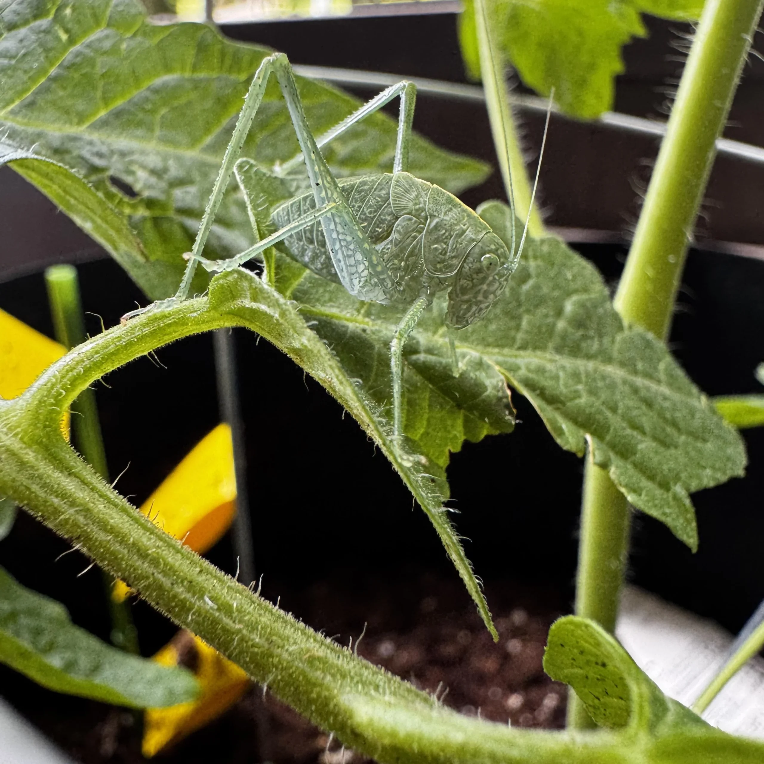 Bruco verde con corno sul pomodoro: chi è, perché defoglia in una notte e come gestirlo senza danni