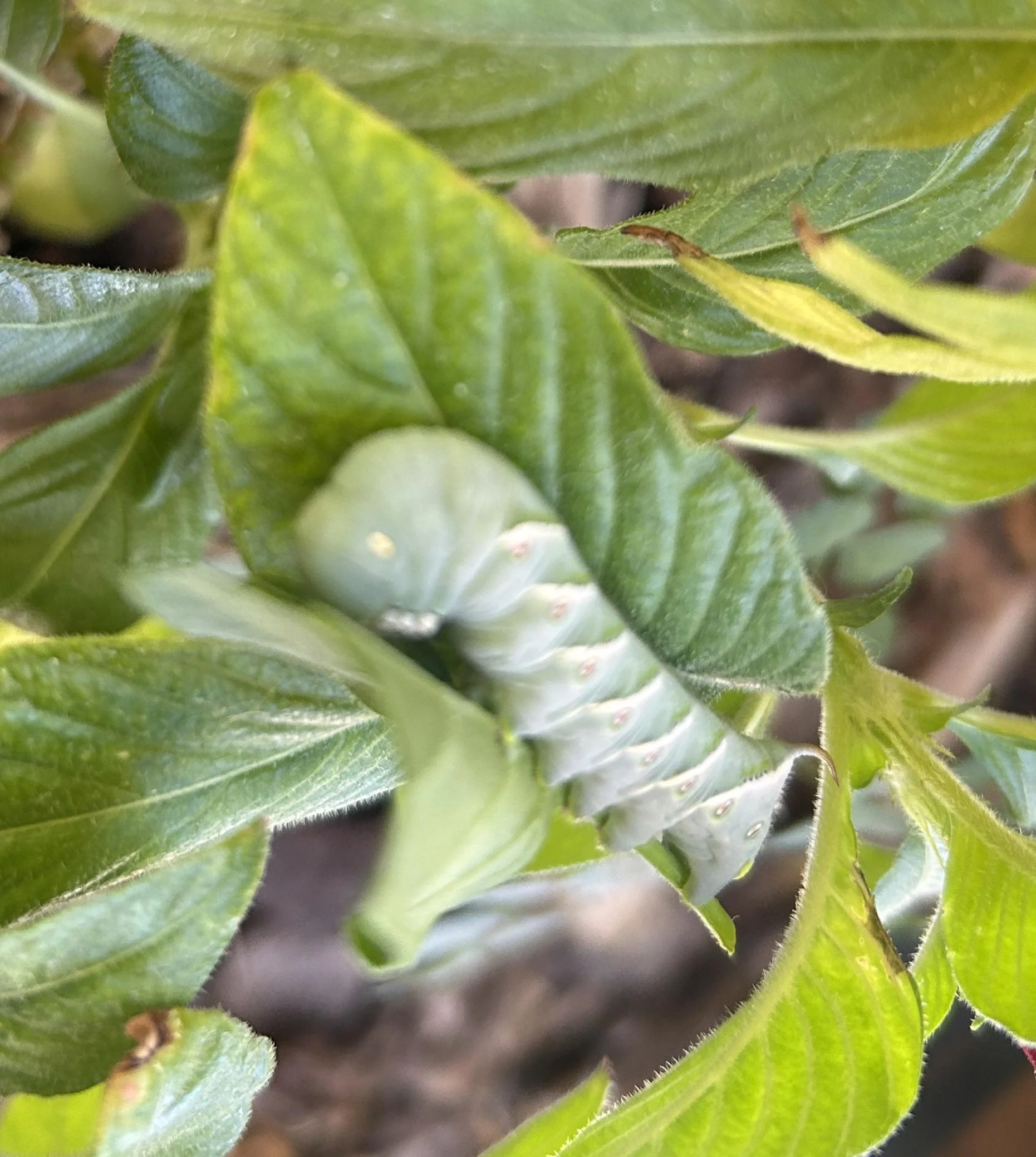 Bruco verde con corno sul pomodoro: riconoscere e gestire la sfinge nell'orto