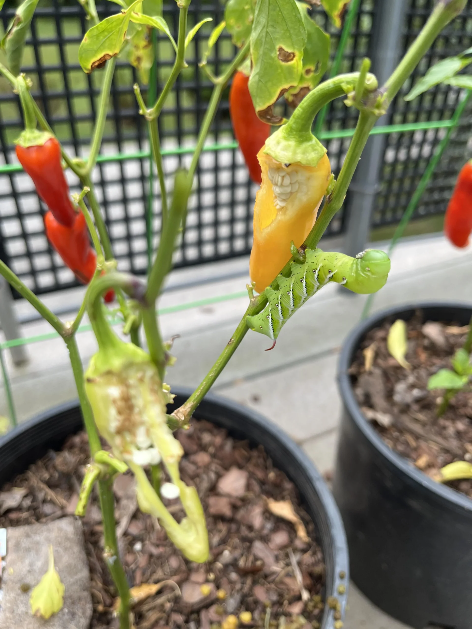 Bruco verde del pomodoro: riconoscere la sfinge e difendere l'orto senza chimica