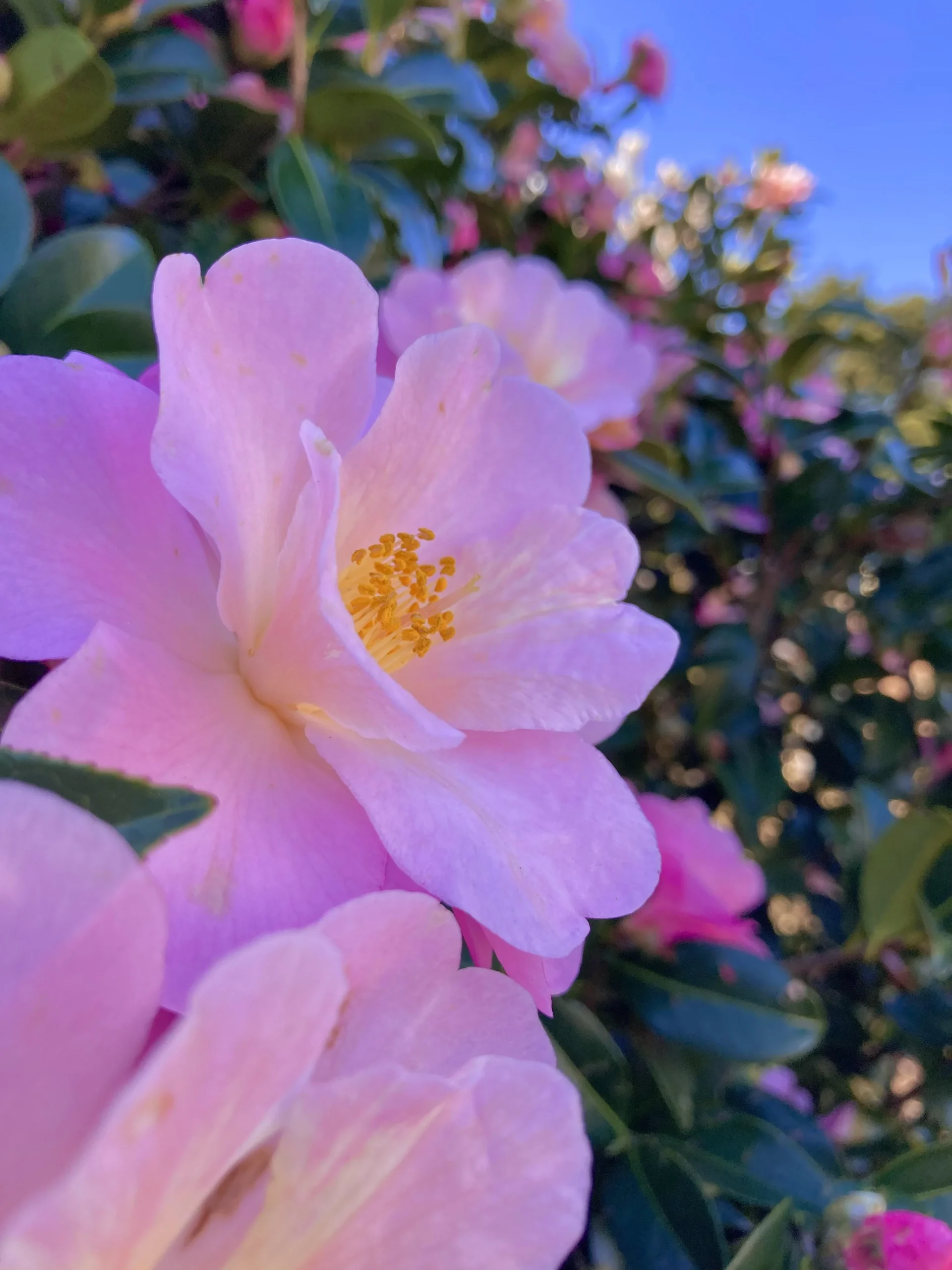 Camelia coltivazione: guida completa a Camellia japonica in giardino e in vaso
