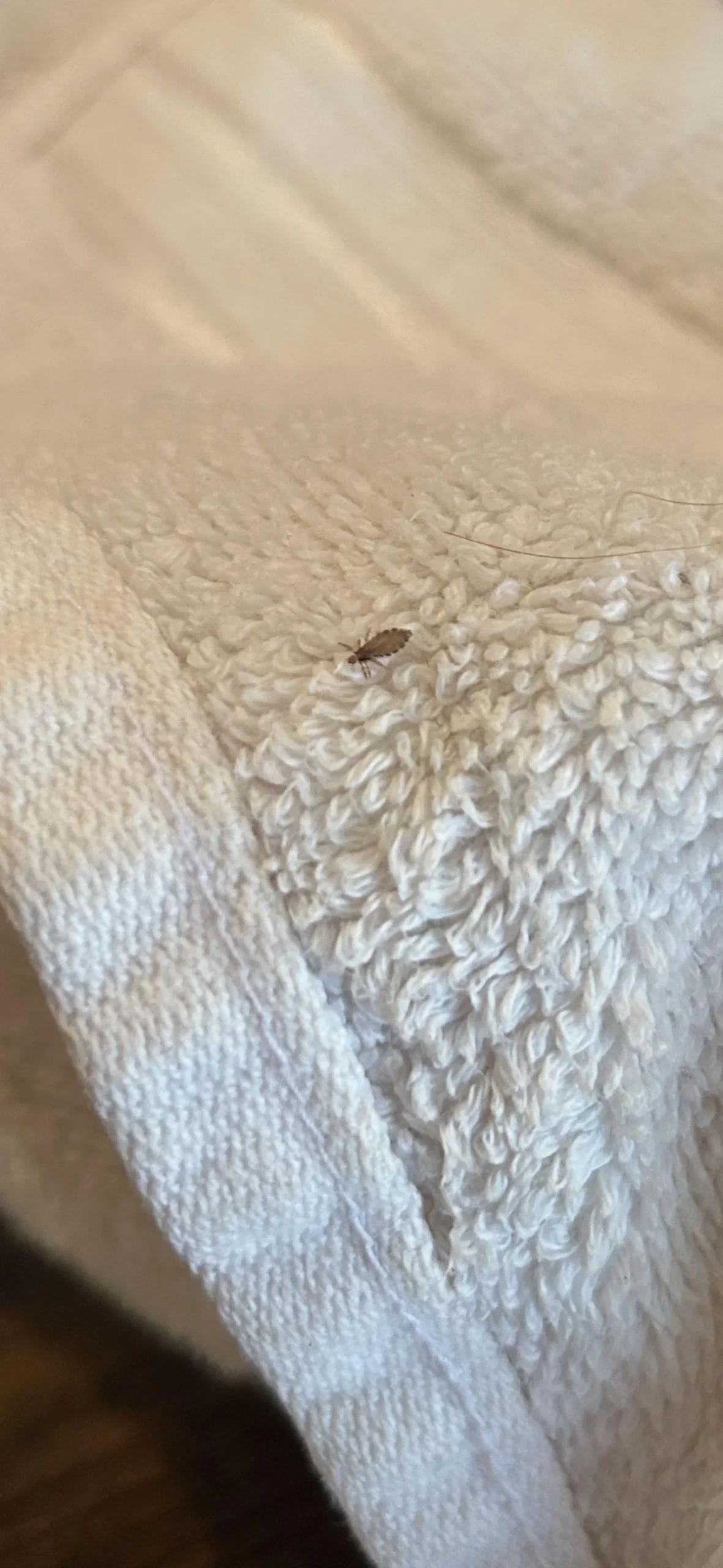 Cimice dei letti: come riconoscerla davvero e non confonderla con altri insetti