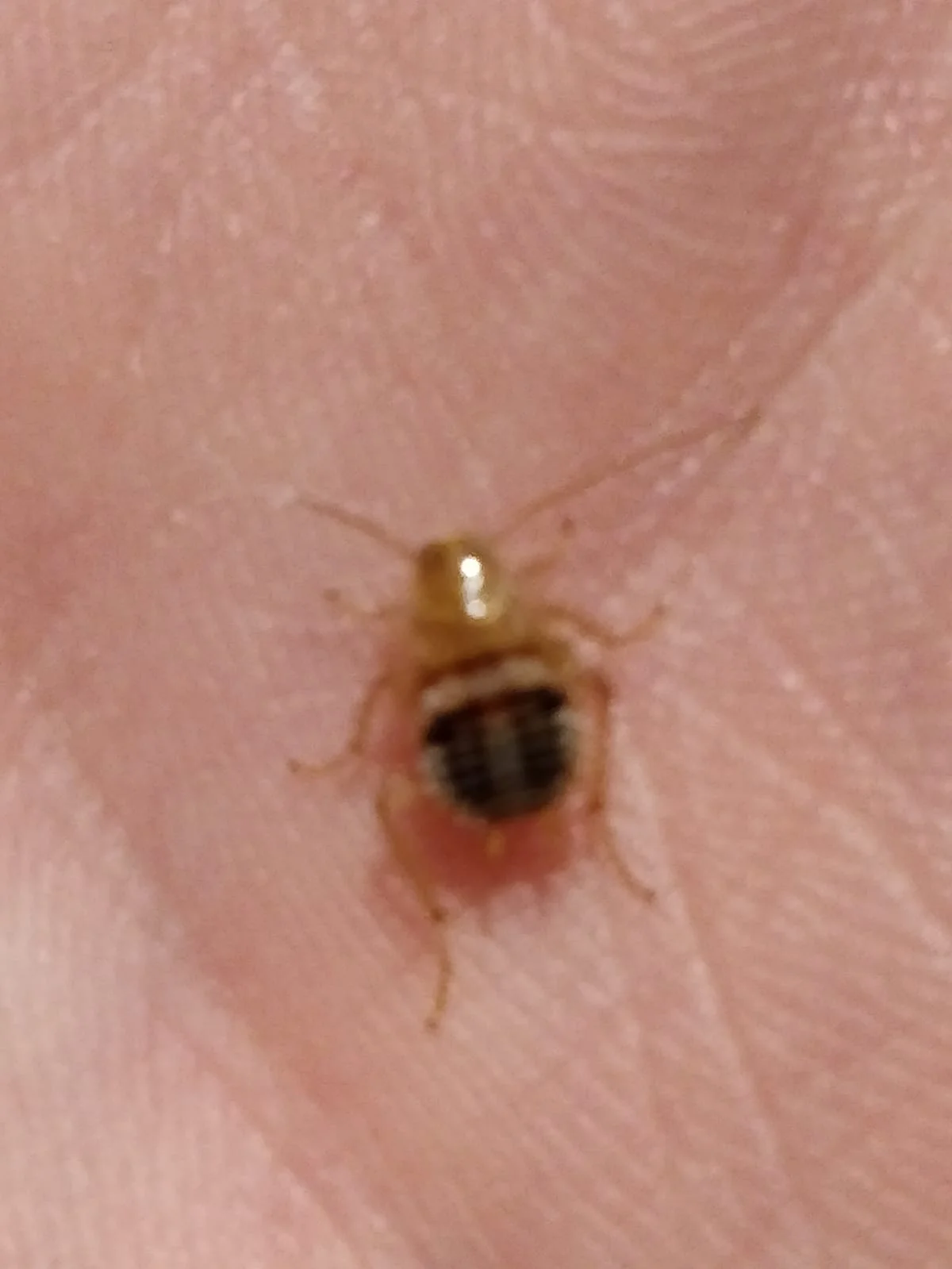 Cimice dei letti: come riconoscerla davvero e distinguerla dagli insetti che le somigliano