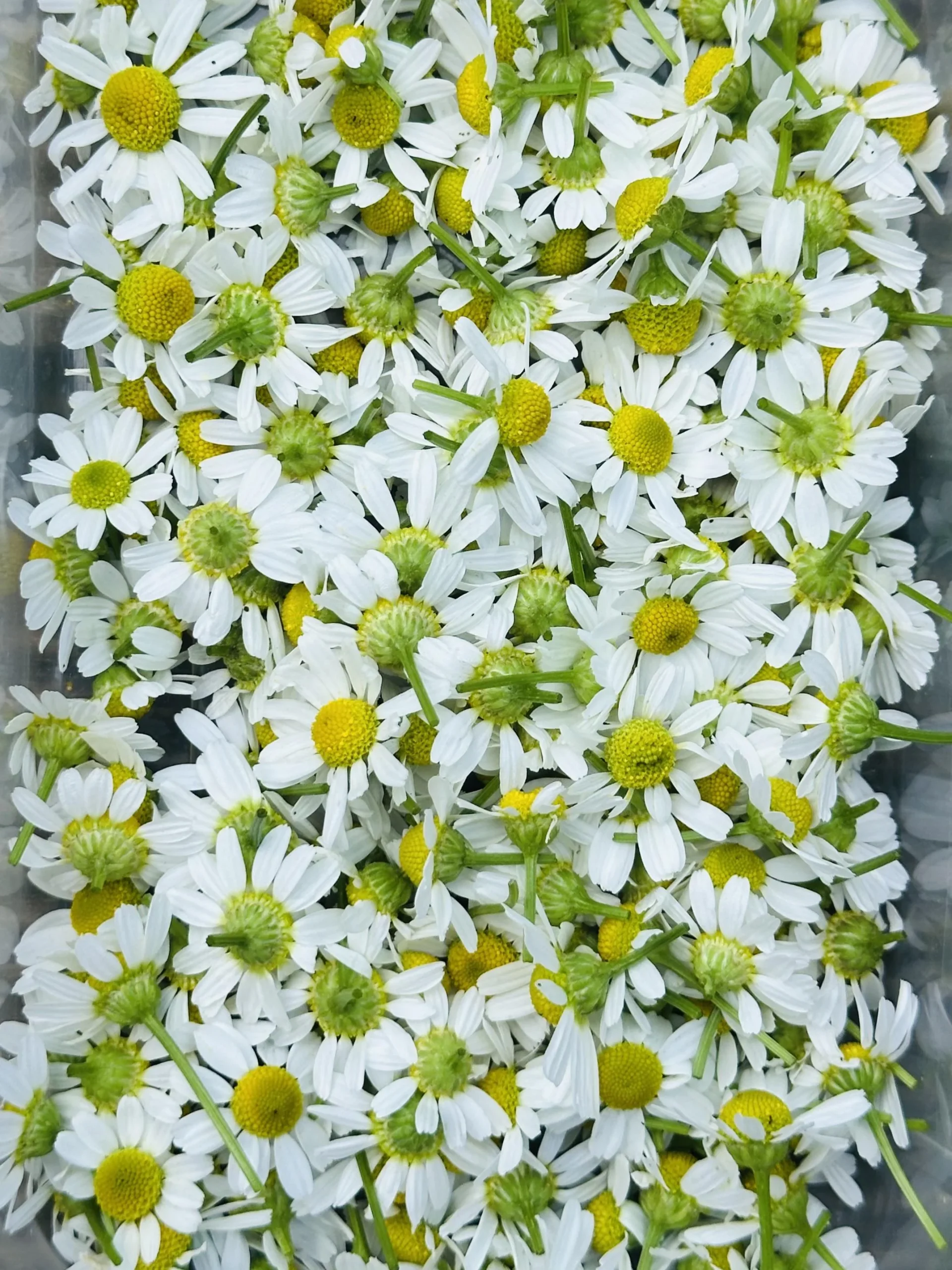 Coltivare camomilla in giardino e in vaso: guida completa alla semina, raccolta ed essiccazione
