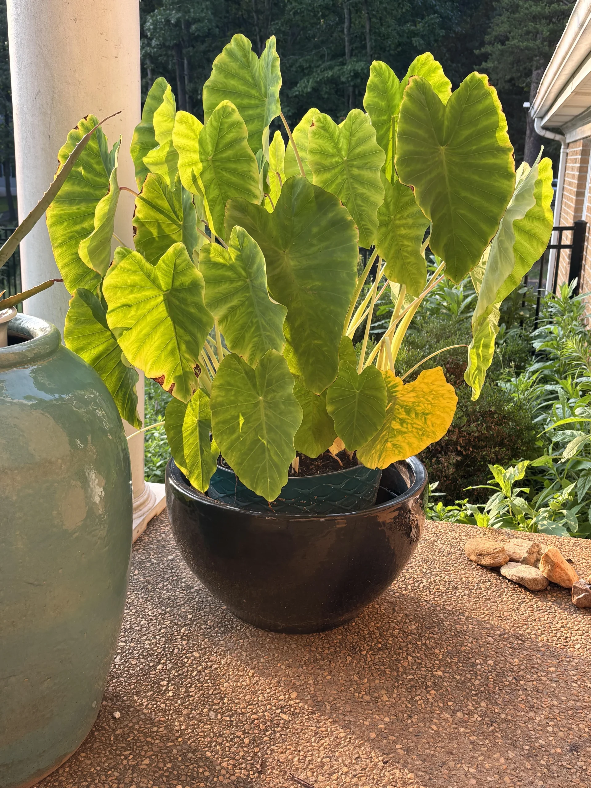 Come coltivare Colocasia in vaso: il metodo del bacino d'acqua per un mini giardino tropicale