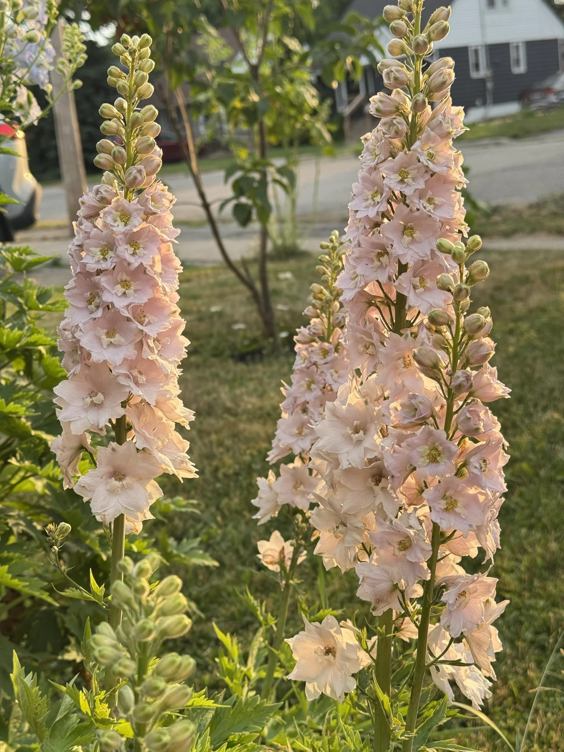 Come coltivare il delphinium in Italia: guida a bordure e aiuole circolari scenografiche