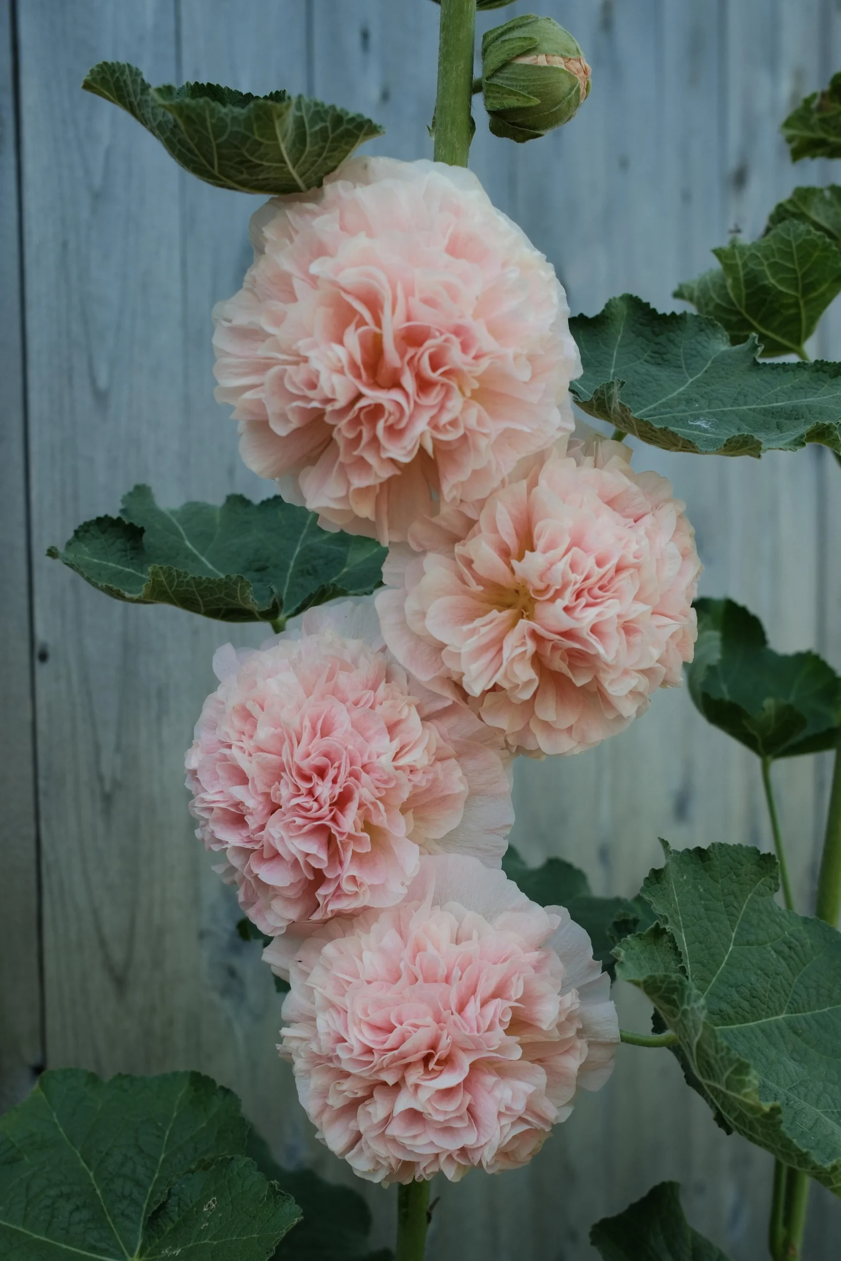 Come coltivare la malvarosa (Alcea rosea): guida pratica dalla semina al controllo della ruggine