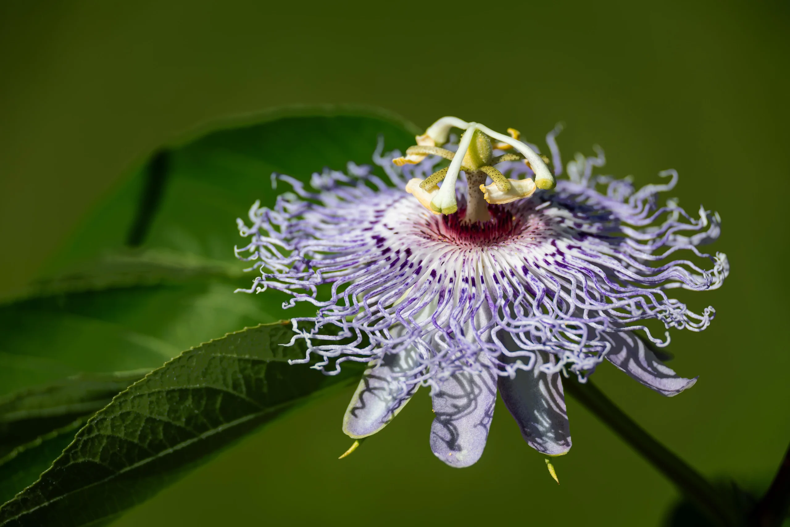 Come coltivare la passiflora in giardino: guida a fioritura, impollinazione e frutti (maypop)