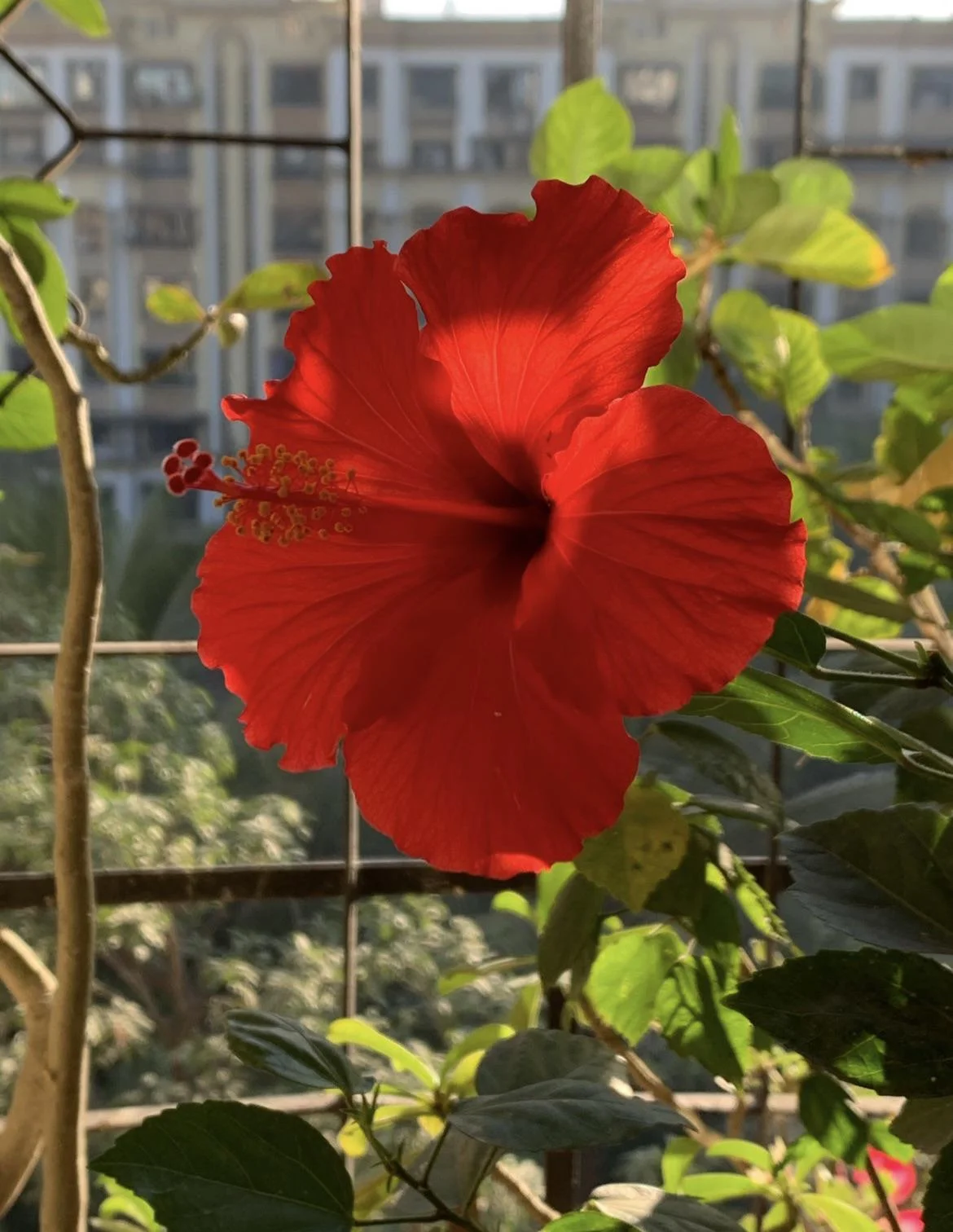 Come coltivare l'ibisco rosso: la guida completa per una fioritura abbondante e prolungata