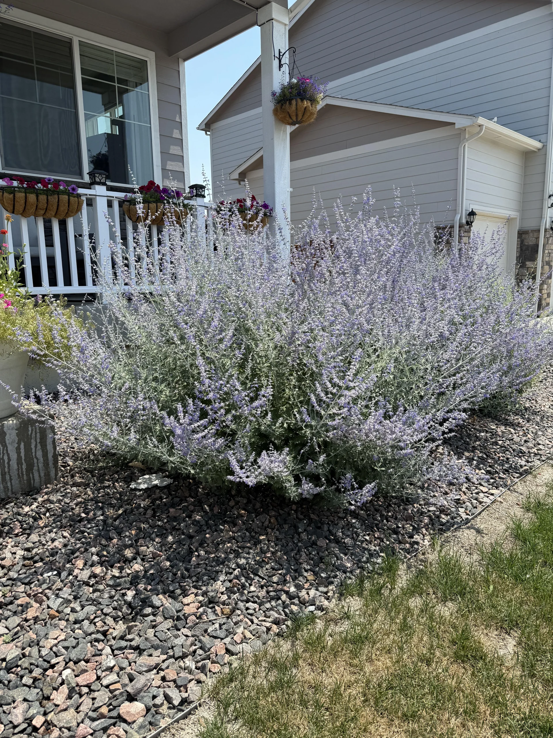 Come eliminare la salvia russa (Perovskia) dal giardino: guida completa ai metodi che funzionano