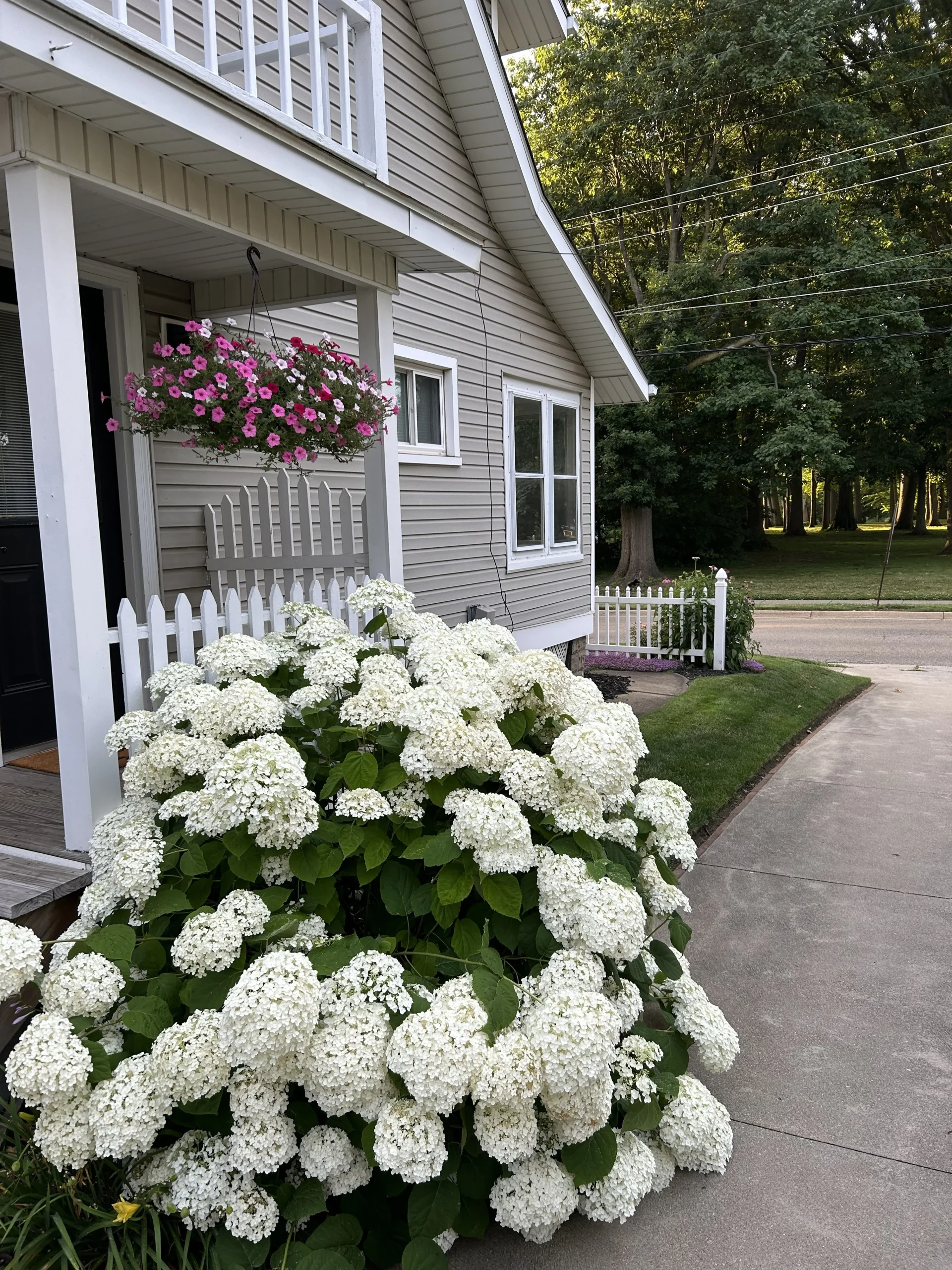 Cottage garden italiano: guida pratica alla progettazione mediterranea con Hydrangea Annabelle e perenni resistenti