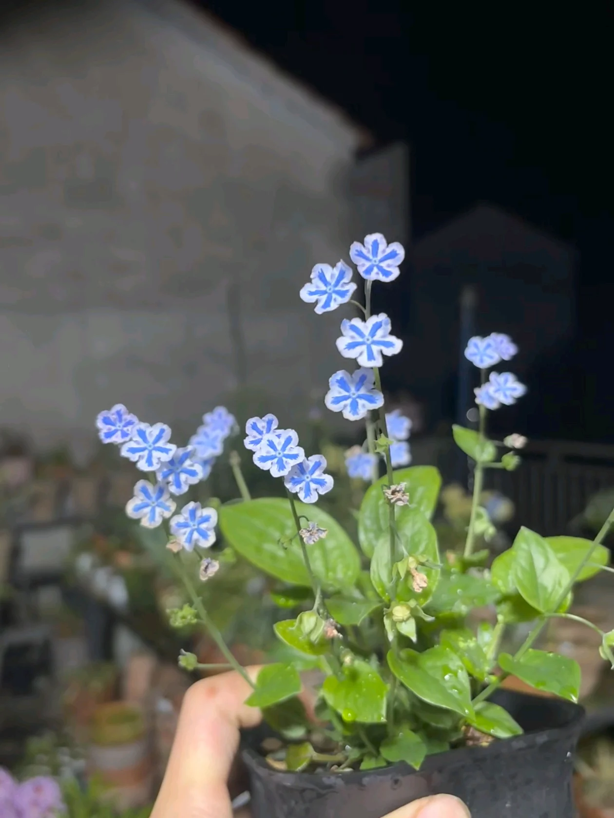 Cynoglossum coltivazione: guida completa alla lingua di cane dai fiori azzurri