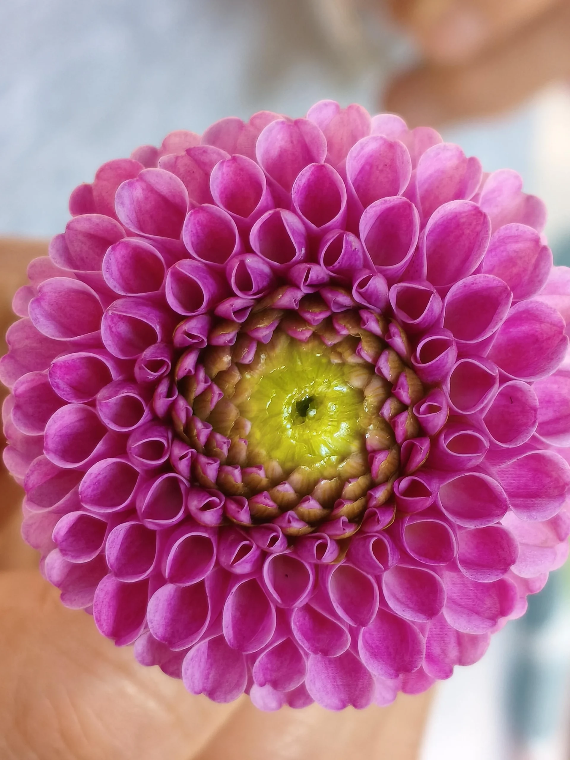 Dalie pompon: guida completa alla coltivazione in giardino e in vaso in Italia