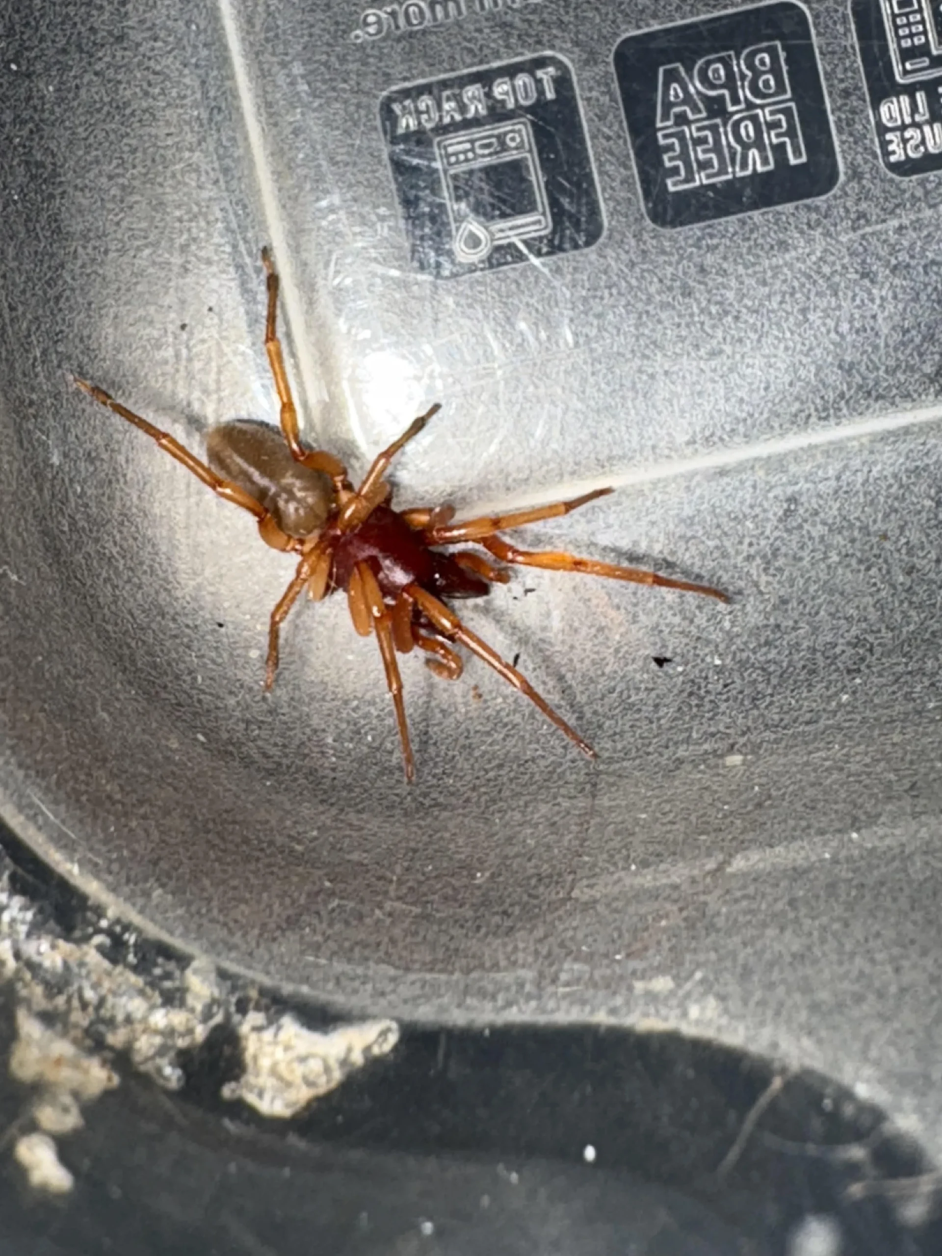 Dysdera crocata: chi è il ragno rosso con le enormi zanne che vive nei nostri giardini