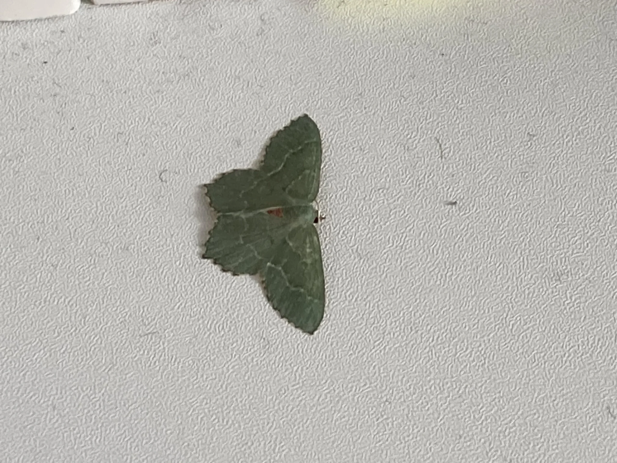 Falena foglia secca in giardino: chi è la Phalera bucephala, il ramoscello vivente