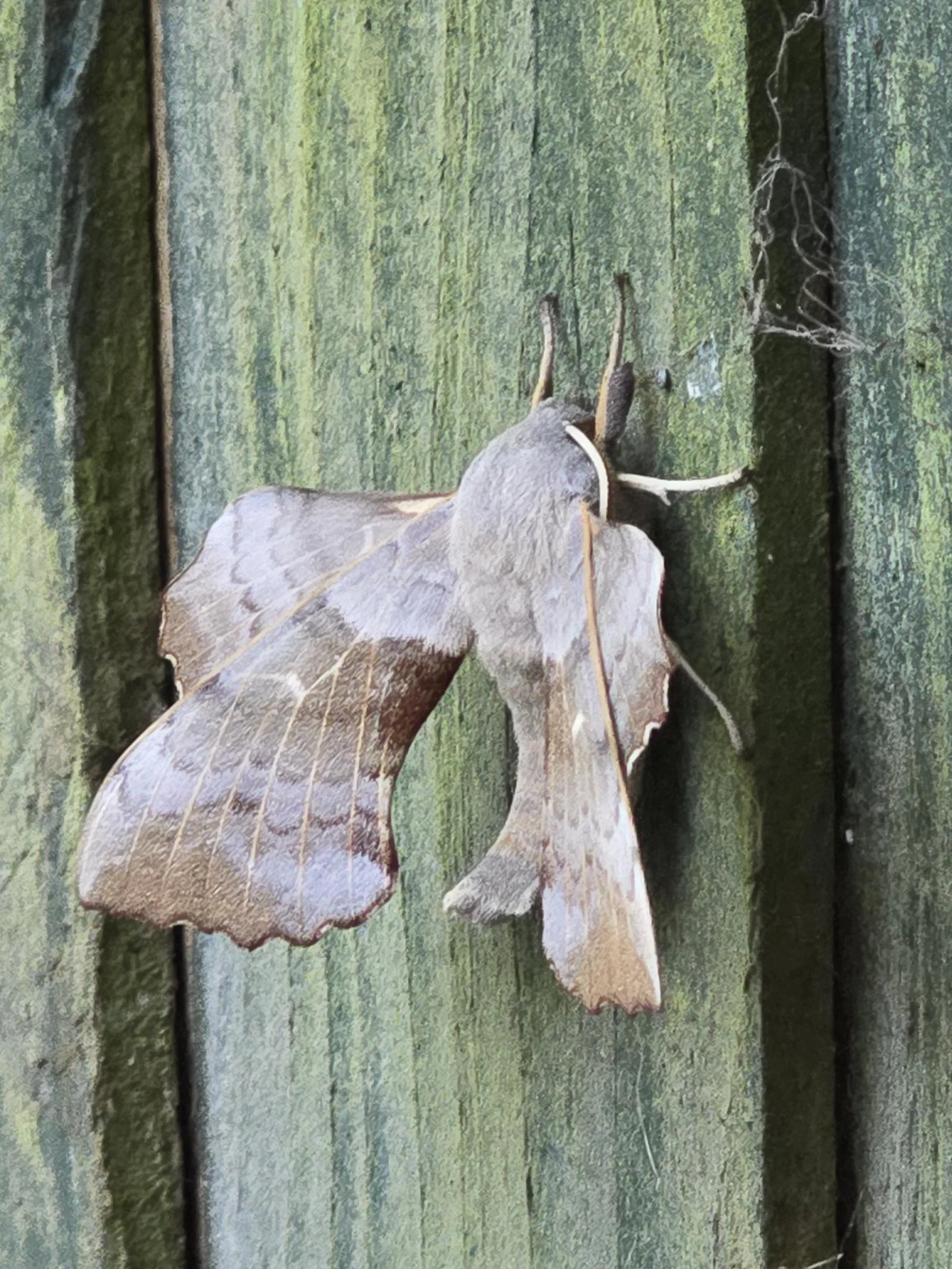 Falena gigante in casa: come riconoscere le specie italiane e cosa fare senza farle del male