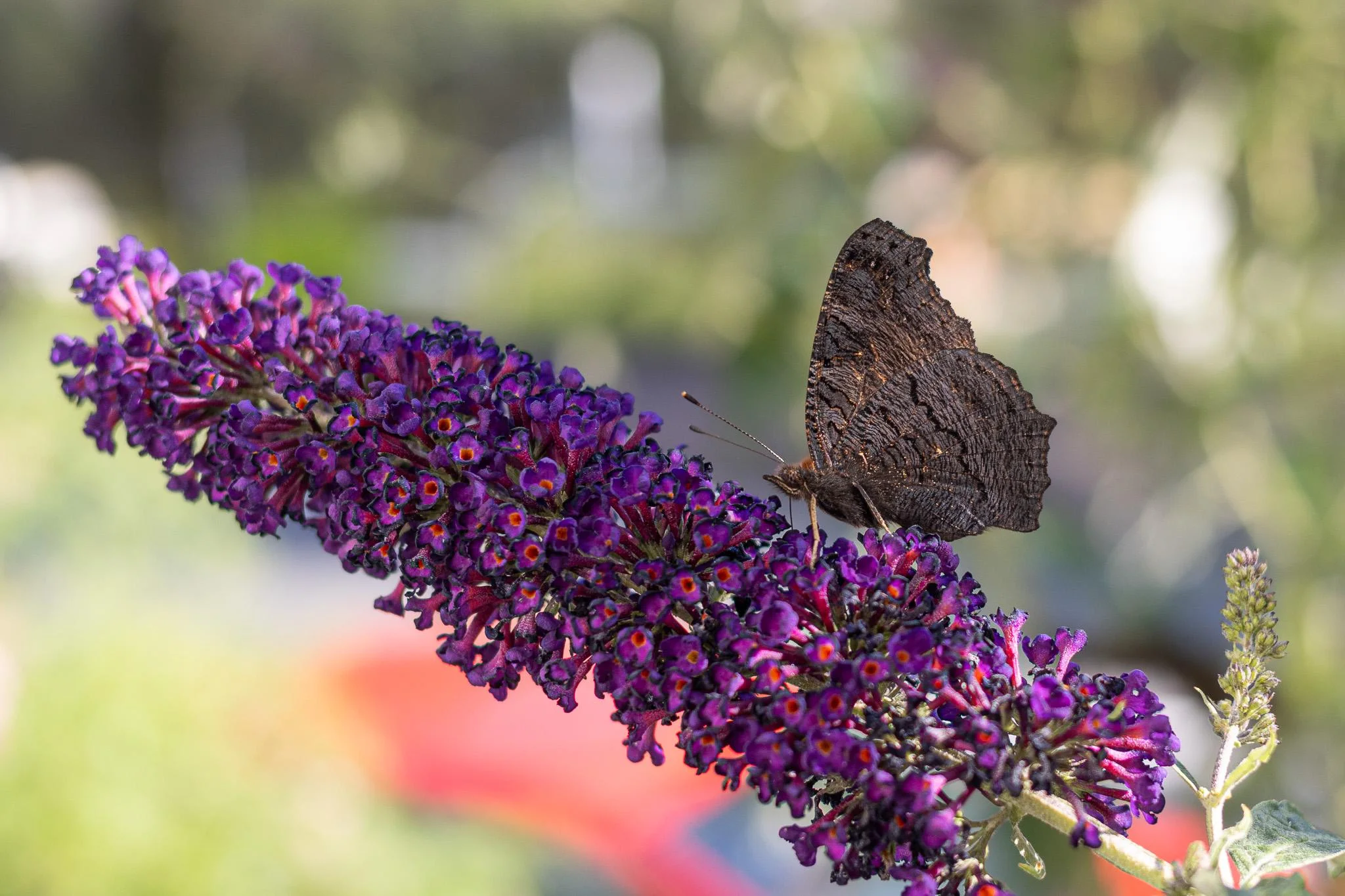 Farfalle in giardino: guida pratica per riconoscerle e capire perché a fine stagione hanno le ali rovinate