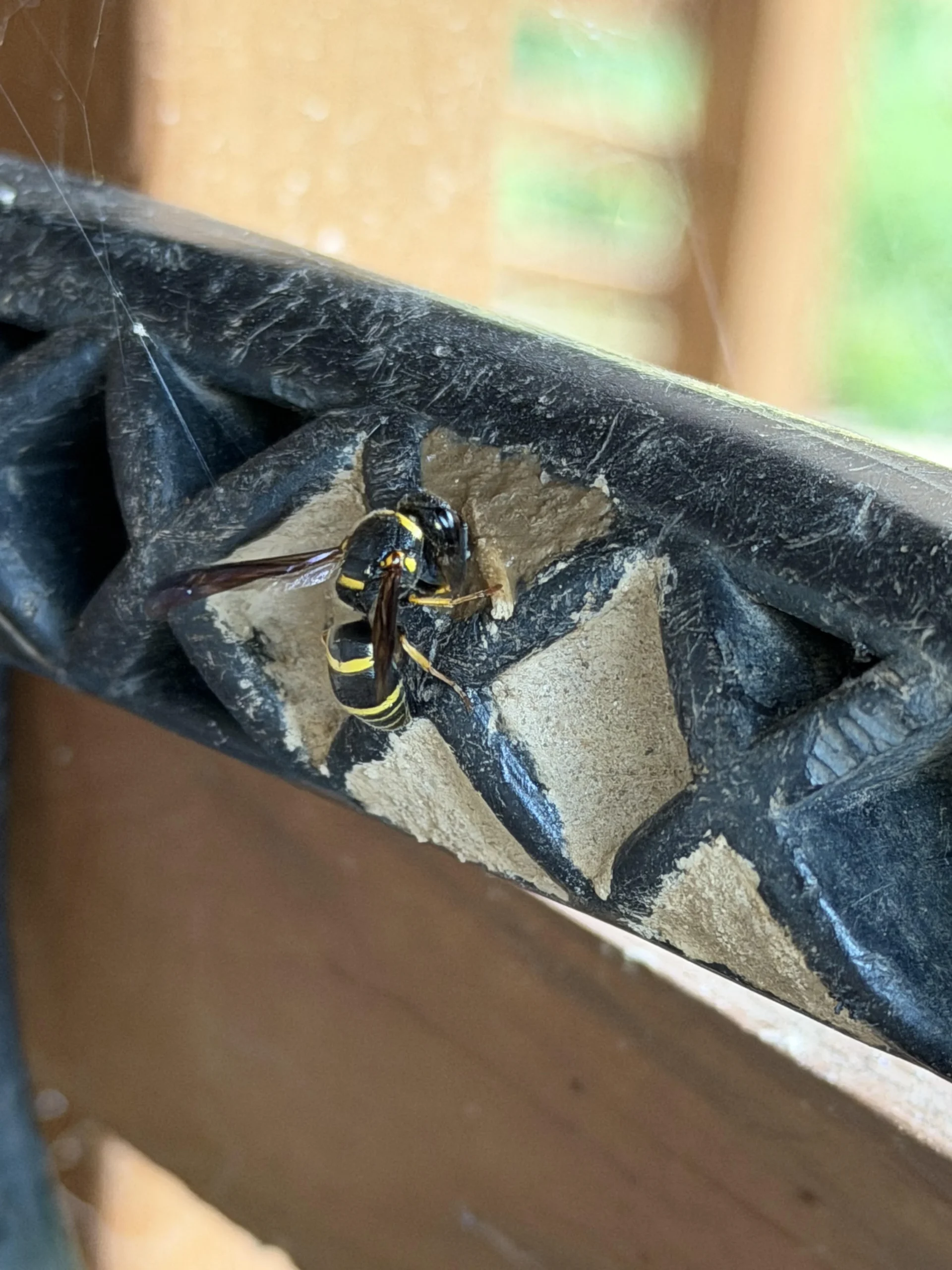 Fori sigillati con fango negli attrezzi da giardino? Ecco la vespa solitaria che ti sta aiutando gratis