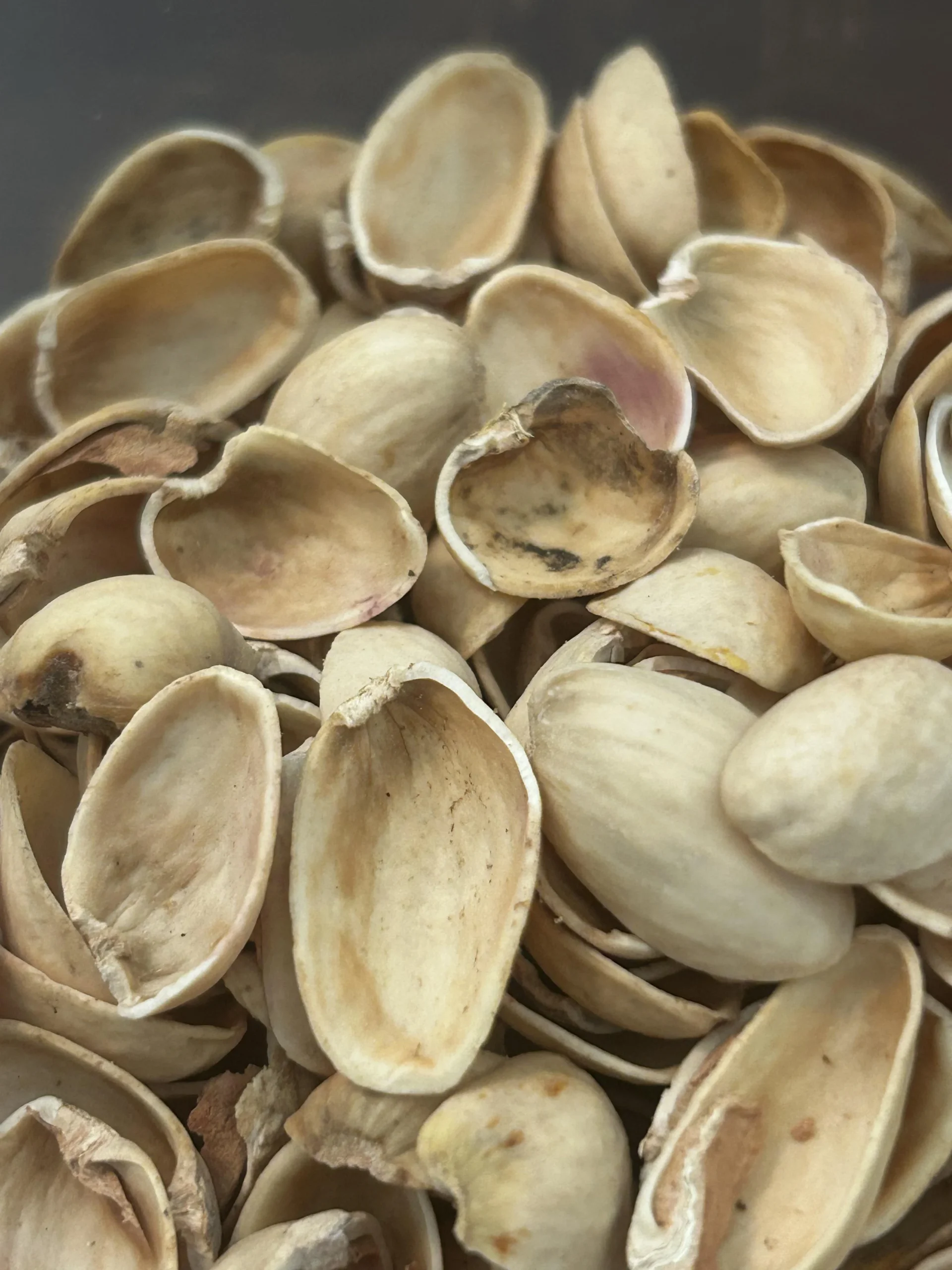 Gusci di pistacchio in giardino: guida scientifica al riuso come pacciamatura, drenaggio e ammendante