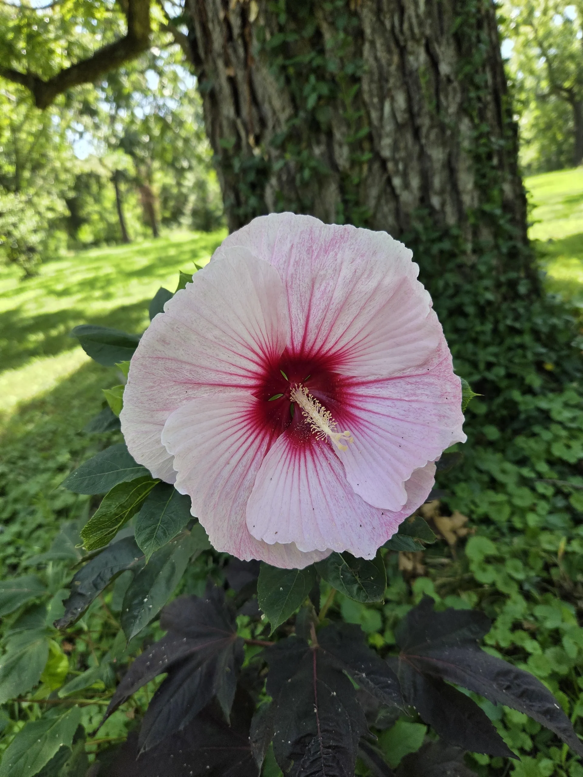 Ibisco rustico (Hibiscus moscheutos): guida completa alla coltivazione in giardino