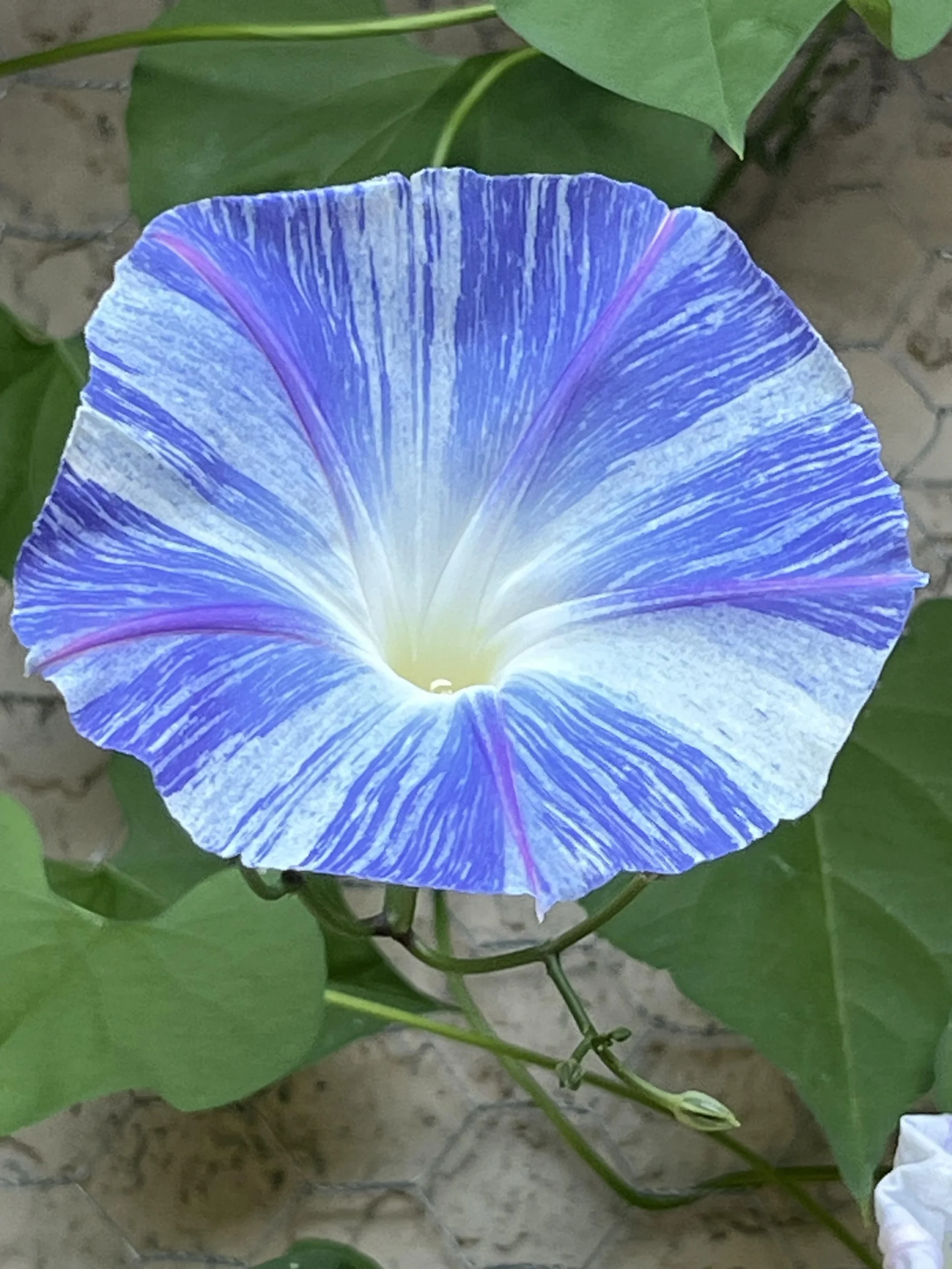 Ipomea da seme: guida completa alla coltivazione di Ipomoea tricolor 'Flying Saucers'