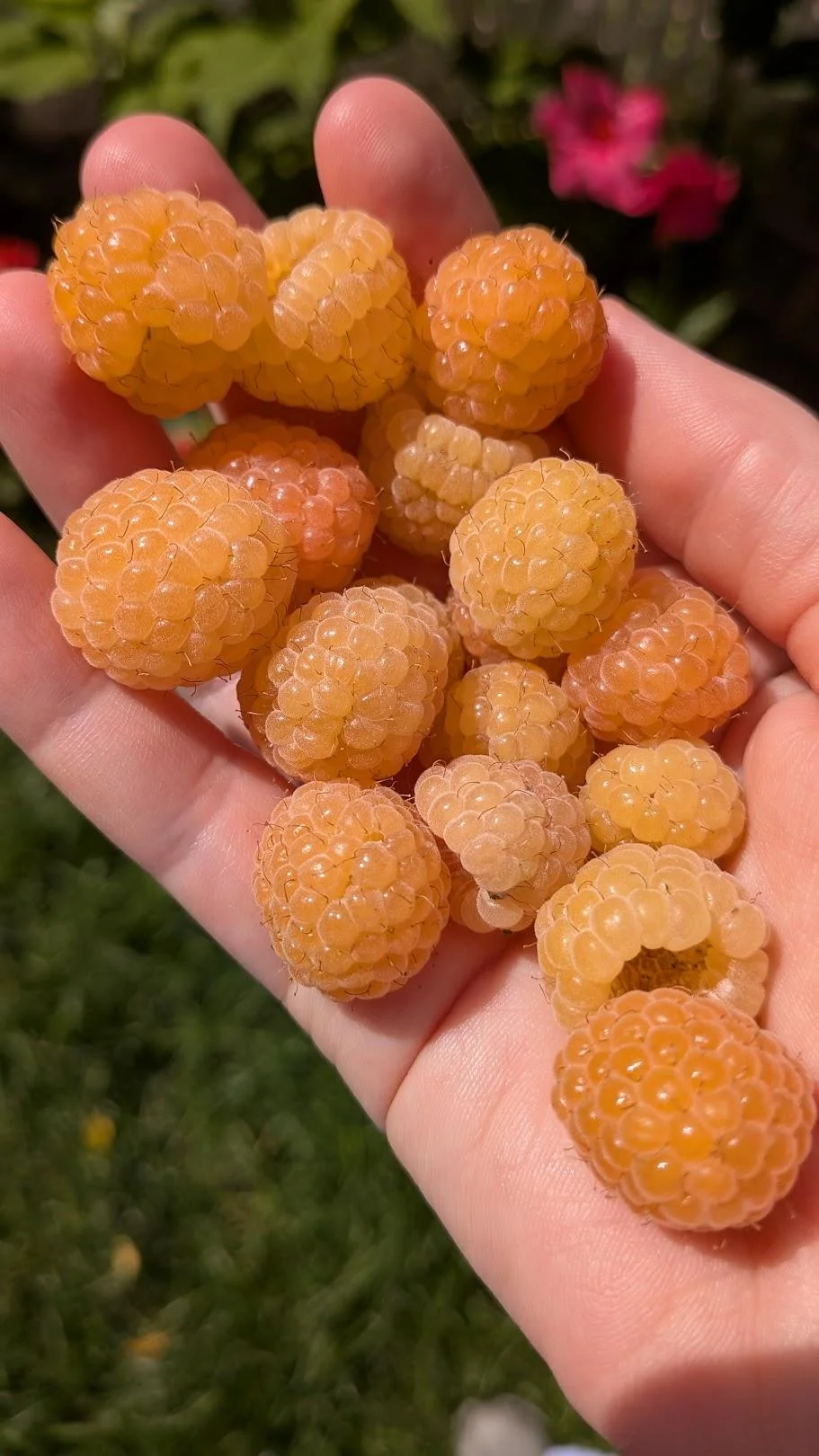 Lampone giallo Fall Gold: guida completa alla coltivazione di una varietà rifiorente dal gusto dolcissimo