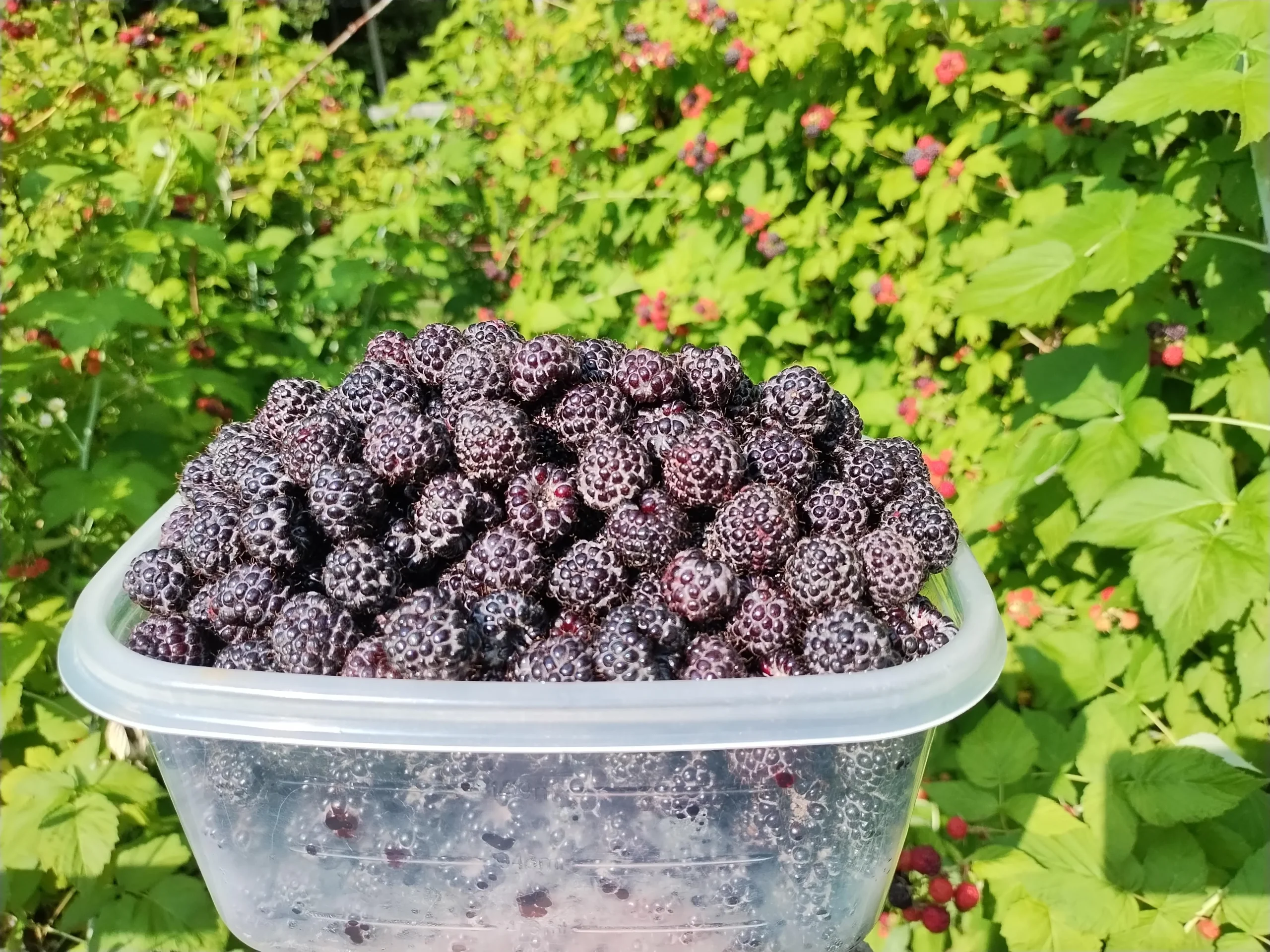Lampone nero (Rubus occidentalis): guida completa alla coltivazione in Italia