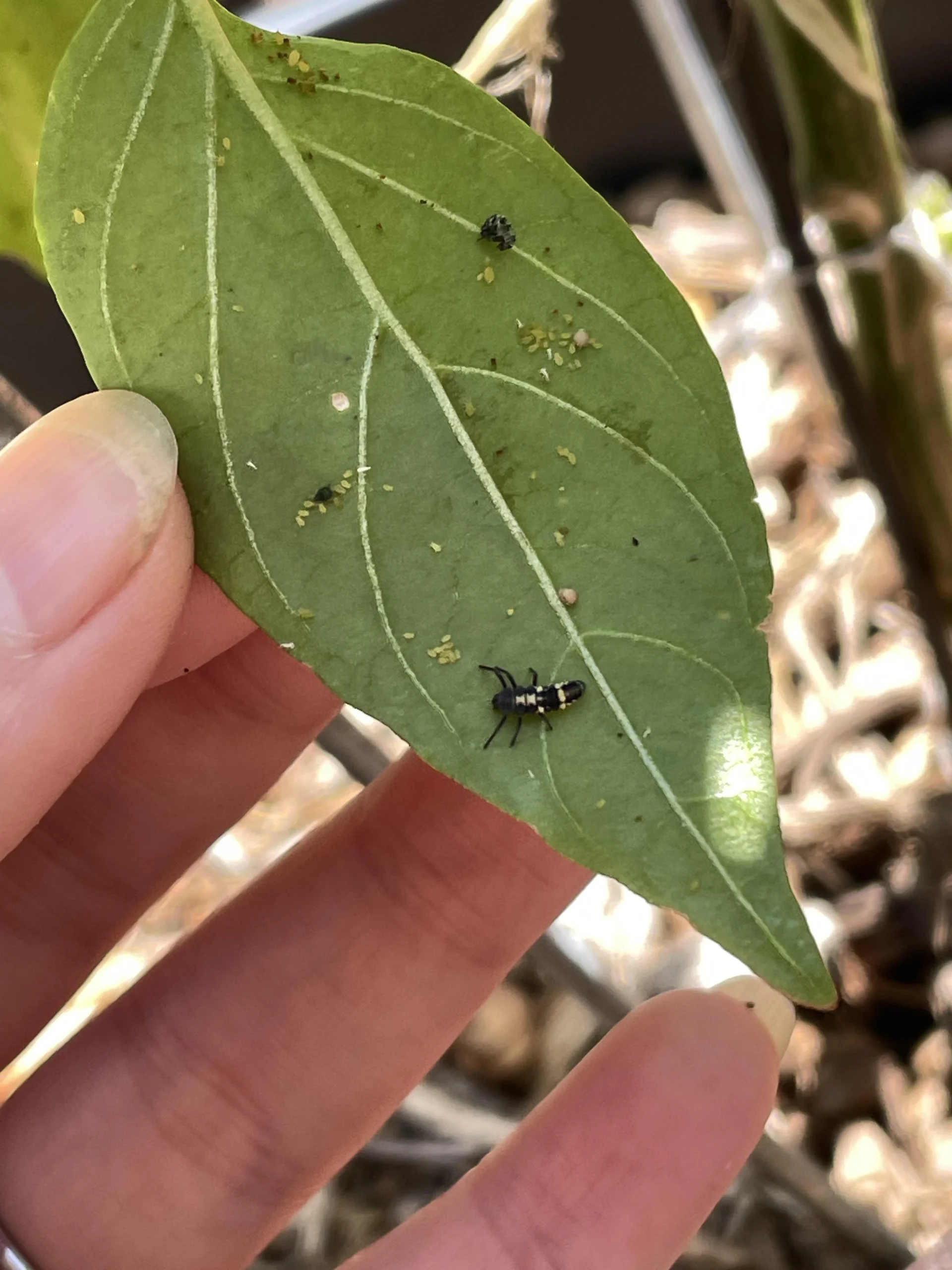 Larve di coccinella sul peperoncino: piccoli alligatori che divorano gli afidi