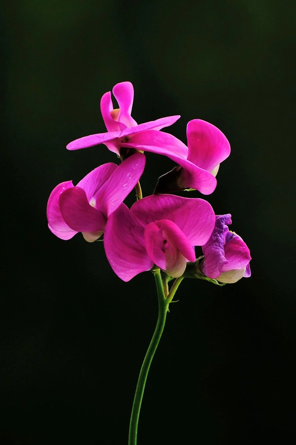 Lathyrus latifolius: guida alla coltivazione del pisello odoroso perenne che fiorisce per decenni