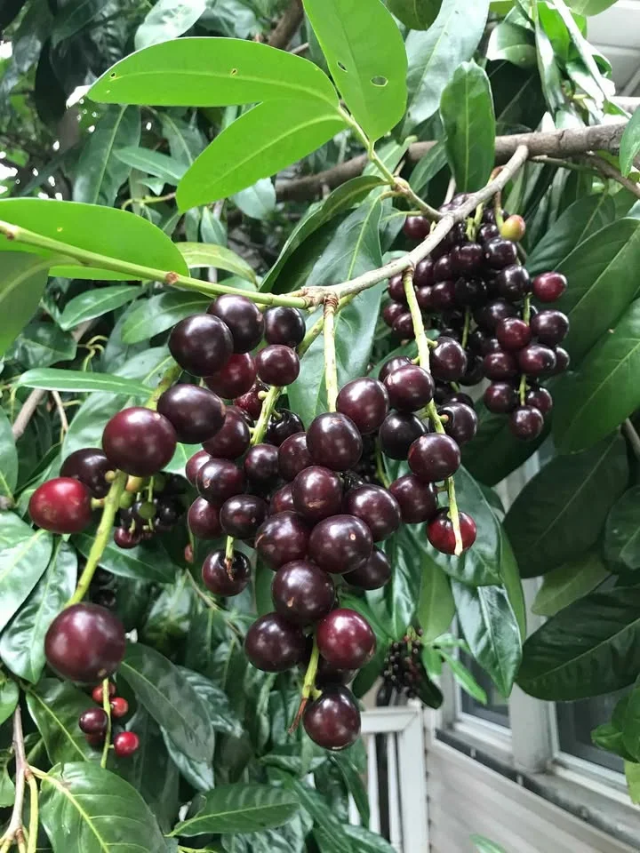 Lauroceraso, frutti commestibili: sfatiamo il mito della tossicità totale del Prunus laurocerasus