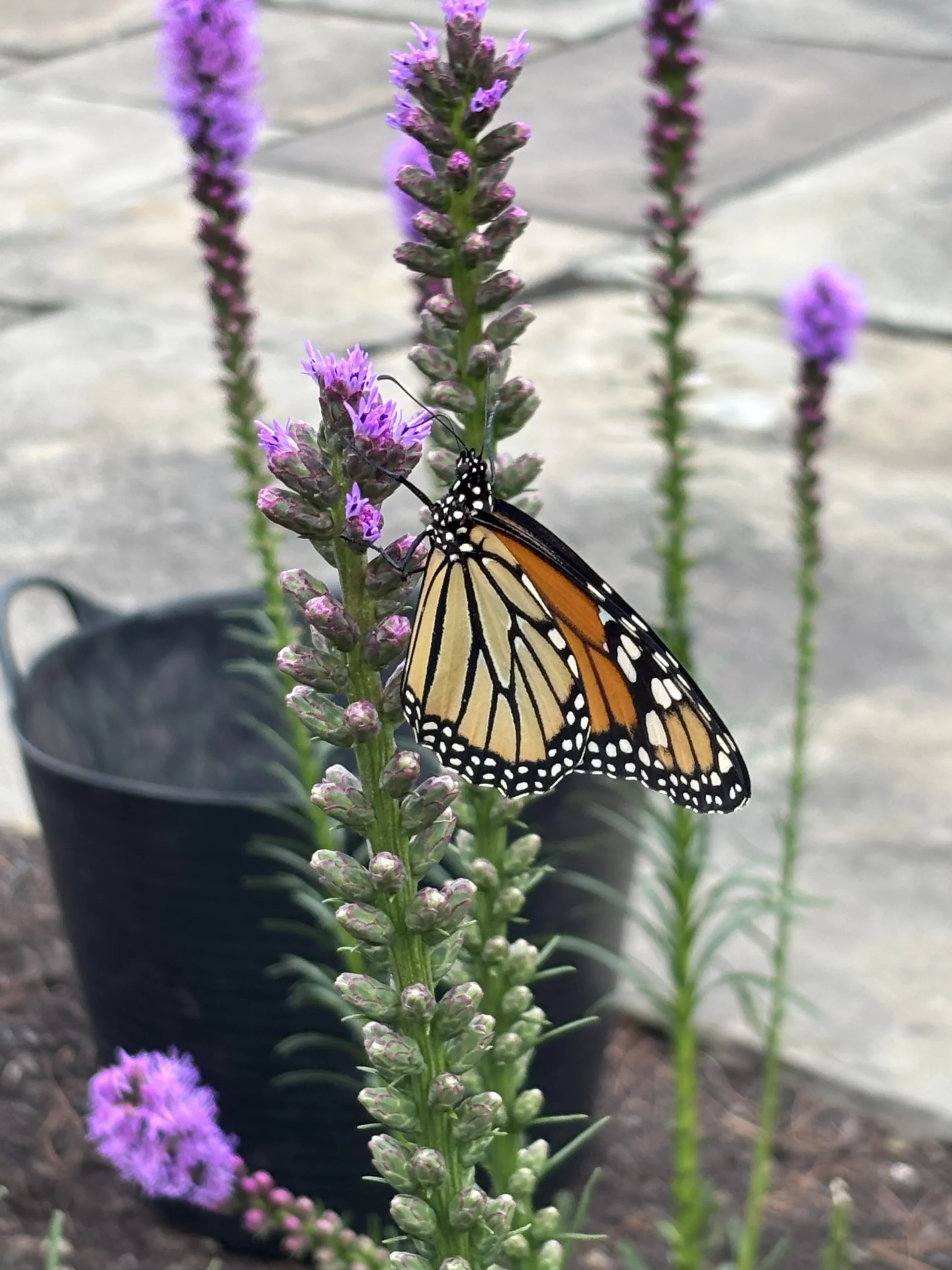 Liatris spicata: guida alla coltivazione della stella fiammeggiante per un giardino pieno di farfalle